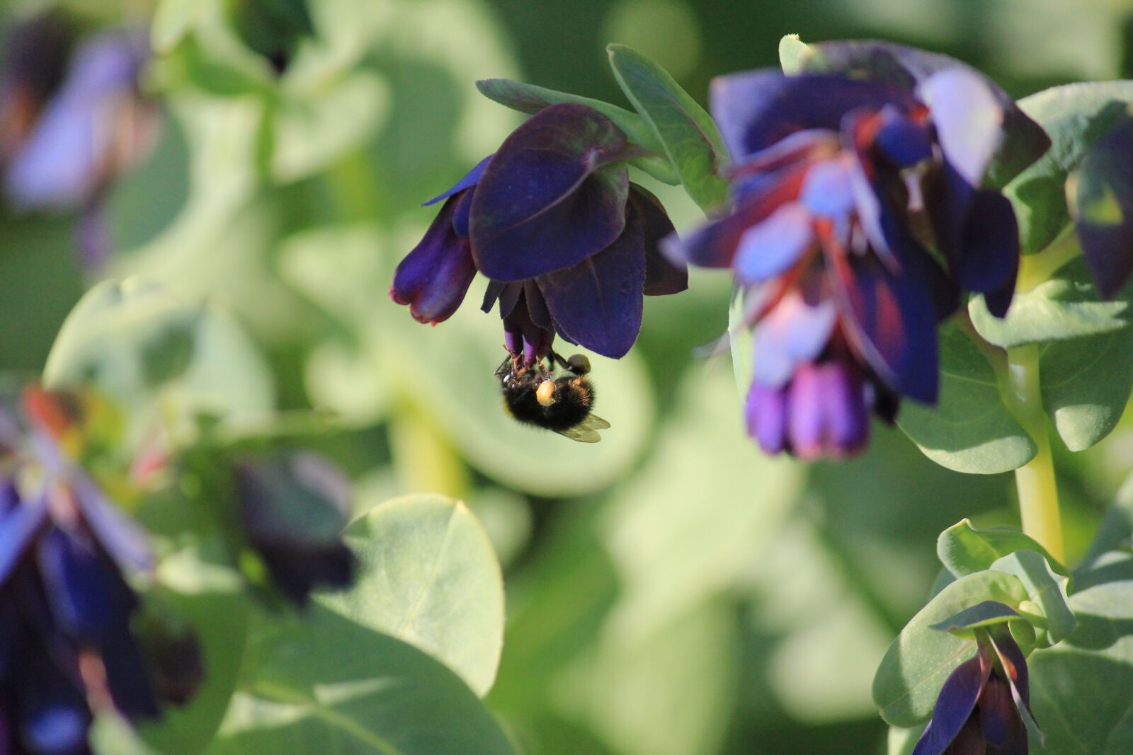 Canon EOS 550D (EOS Rebel T2i / EOS Kiss X4) sample photo. Bee, garden, purple photography