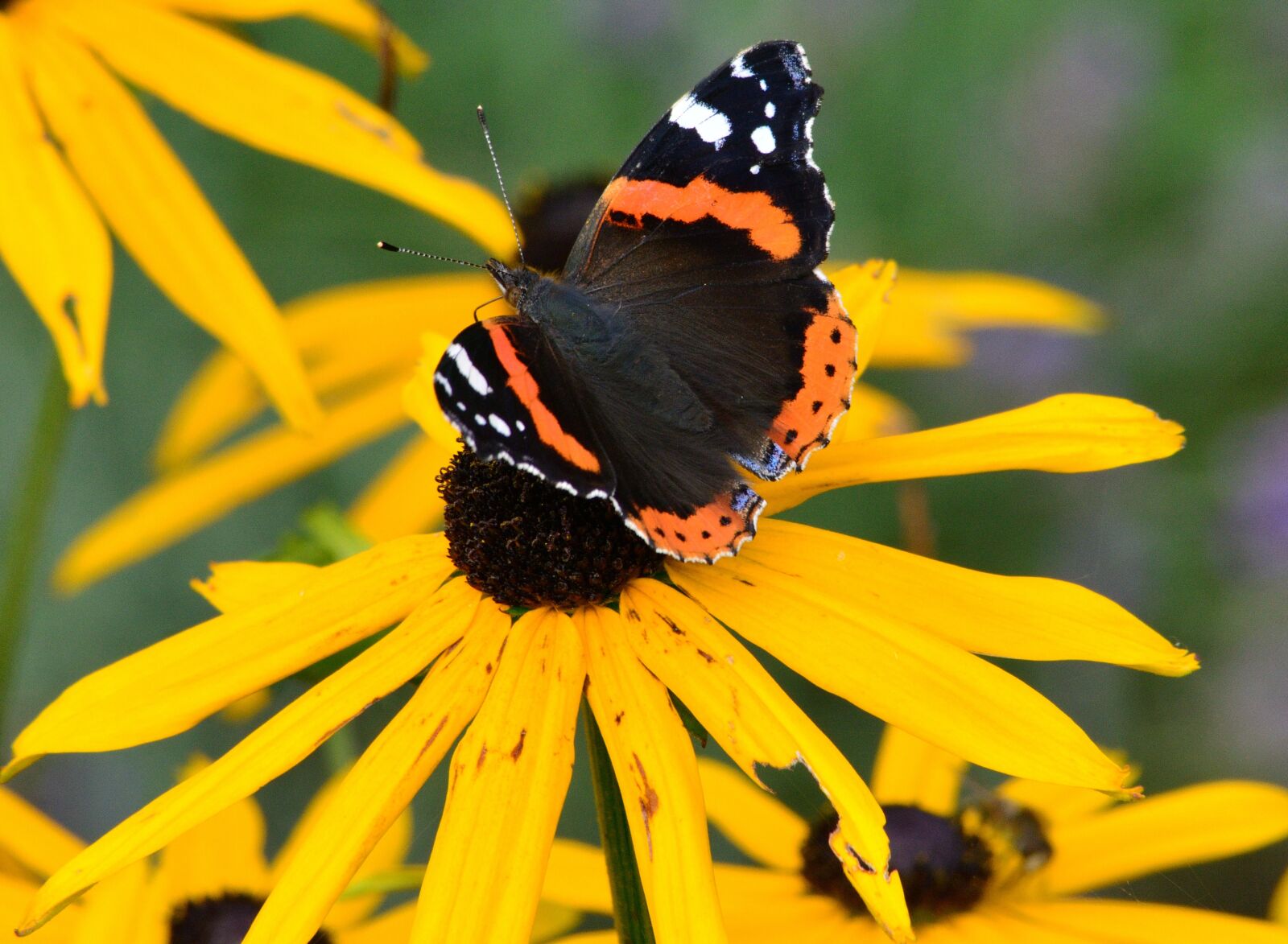 Nikon D5200 sample photo. Butterfly, summer, flower photography