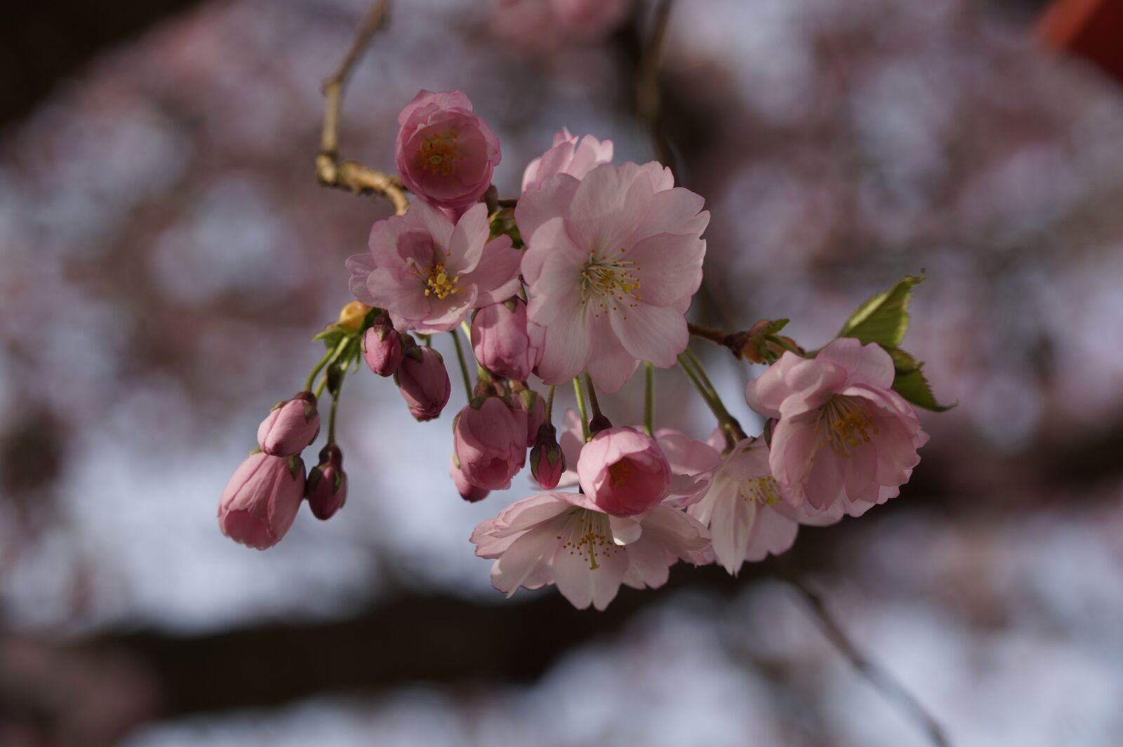 Sony SLT-A58 + Tamron SP AF 60mm F2 Di II LD IF Macro sample photo. Cherry blossom, cherry tree photography