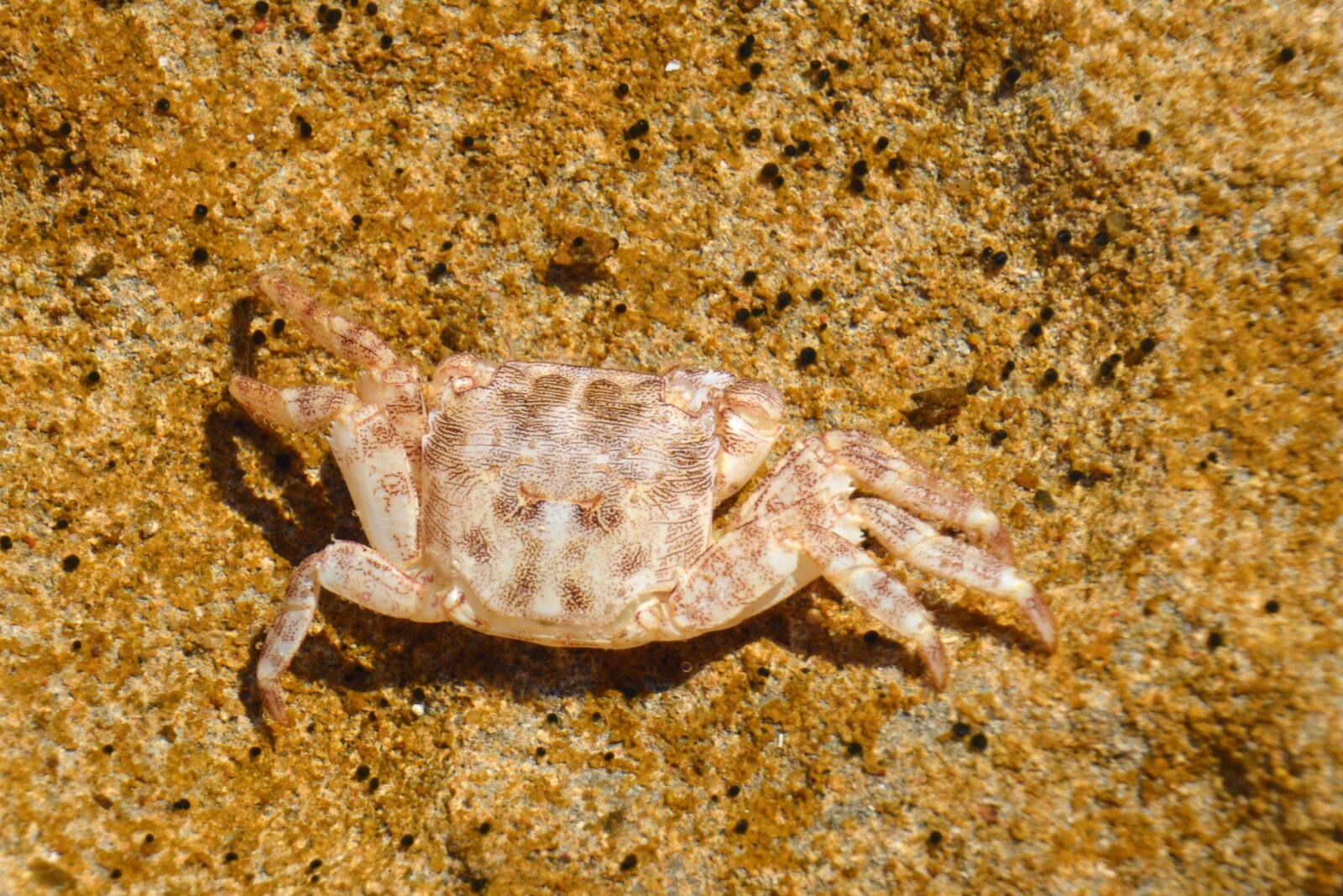 Nikon D5100 sample photo. Crab, sand, cancer photography