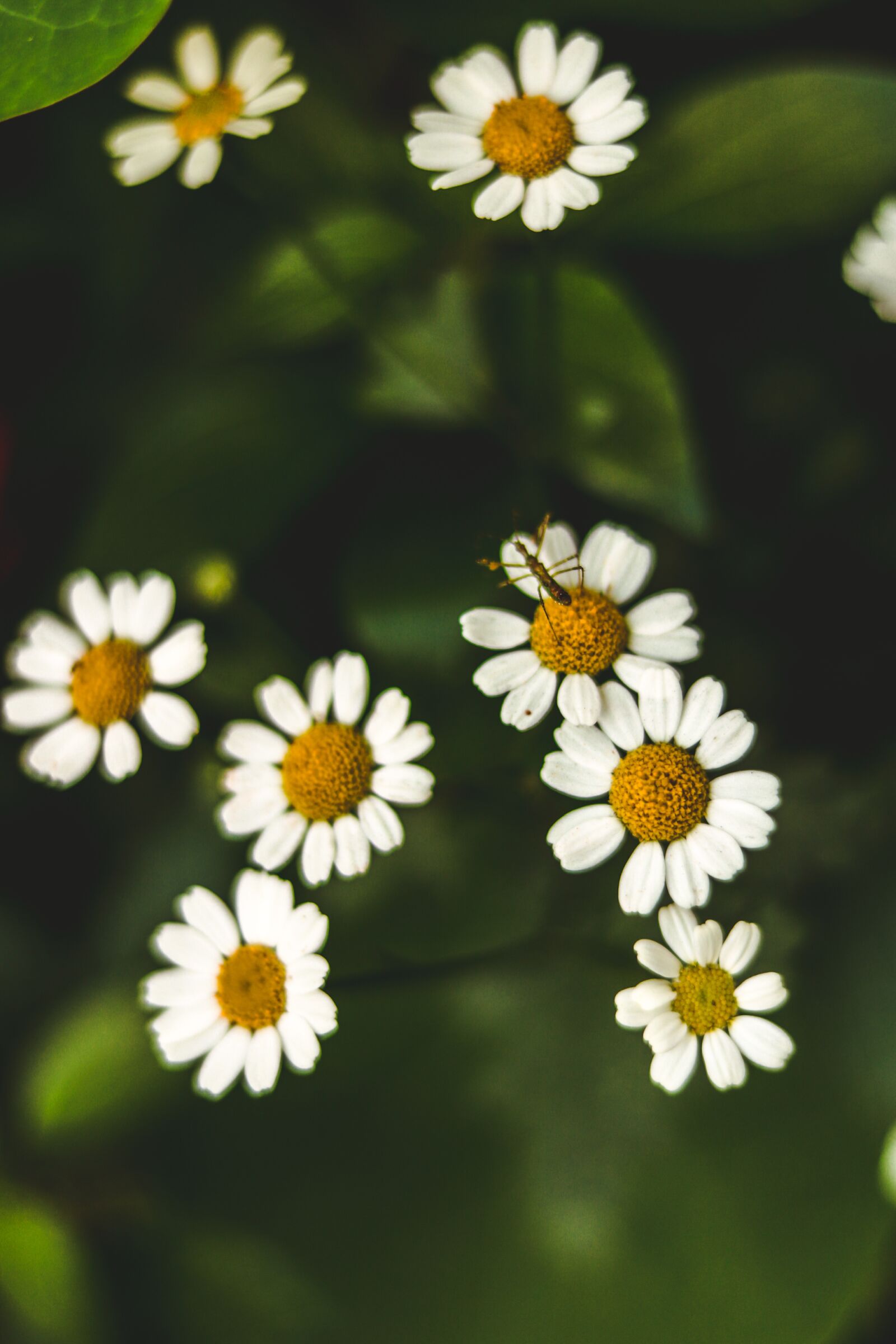 Canon EF 50mm F1.8 STM sample photo. Flower, daisy, nature photography