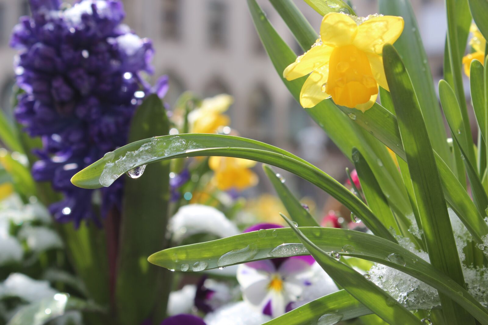 Canon EOS 600D (Rebel EOS T3i / EOS Kiss X5) sample photo. Flower, nature, plant photography