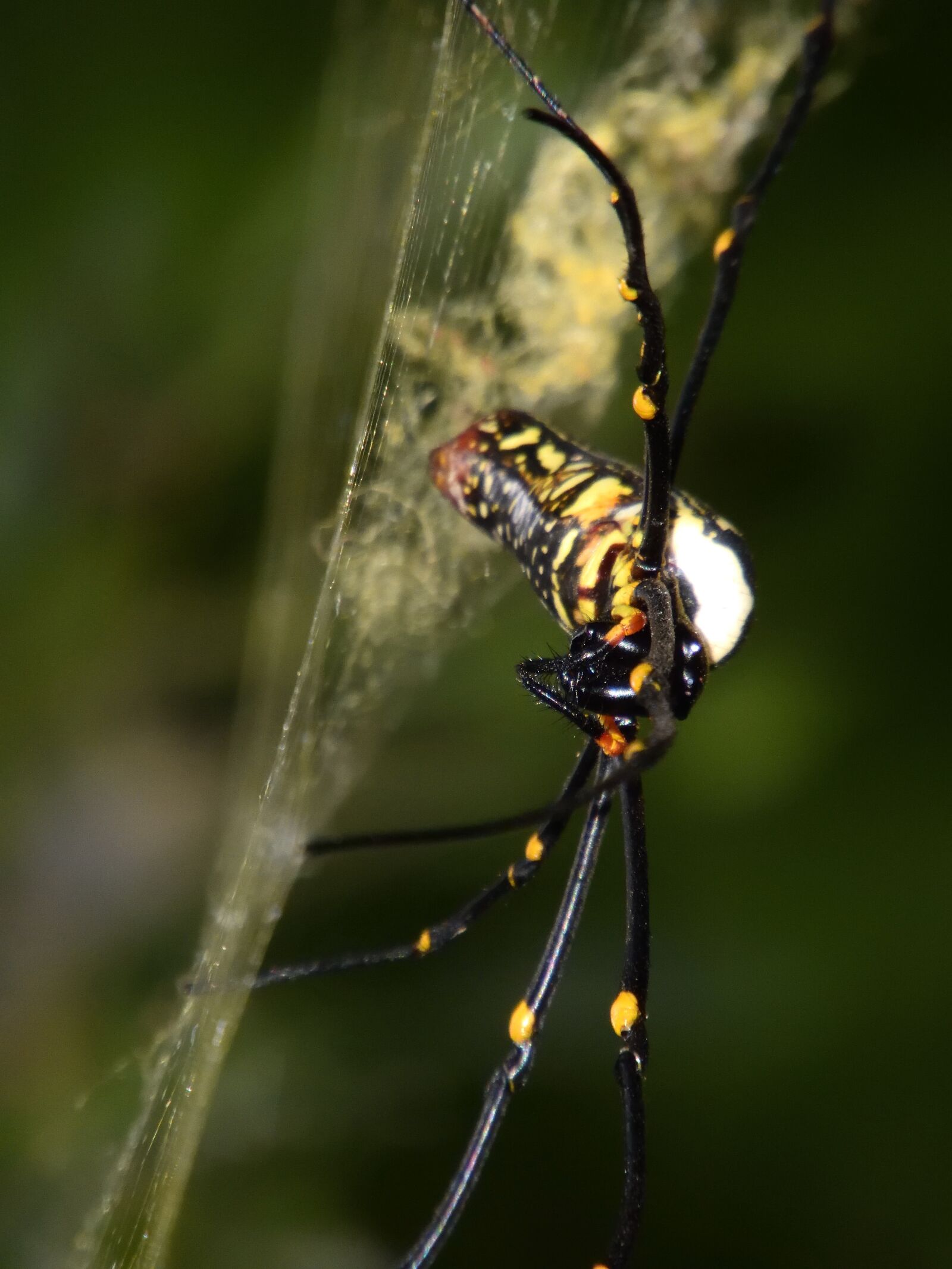 Nikon Coolpix B700 sample photo. Spider, orb weaver, garden photography