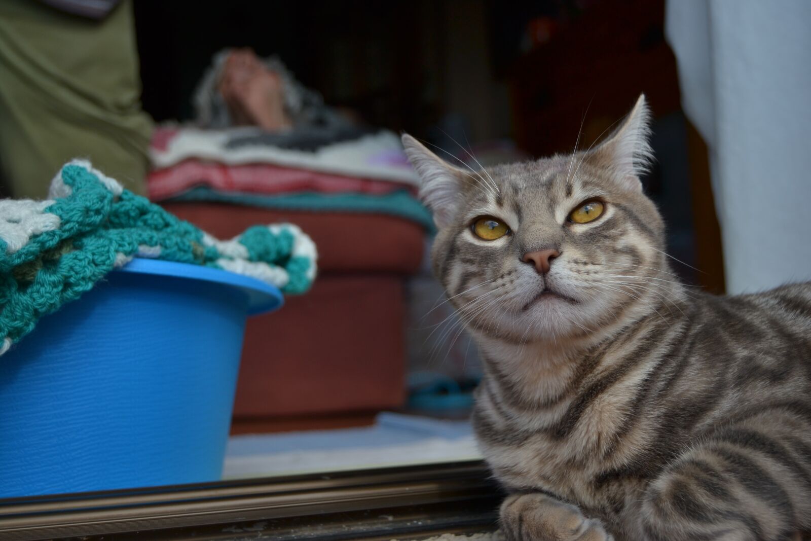 Nikon D3100 sample photo. Cat, feline, brindle photography