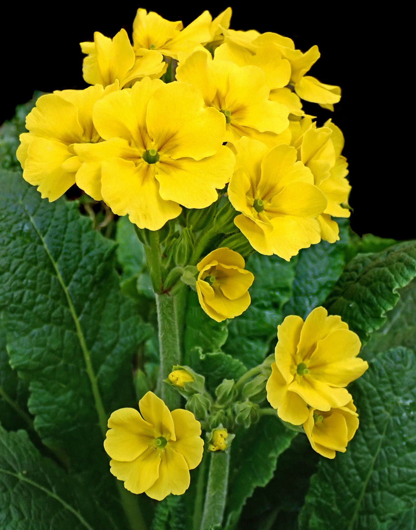 Olympus TG-5 sample photo. Flowers, yellow, primroses photography