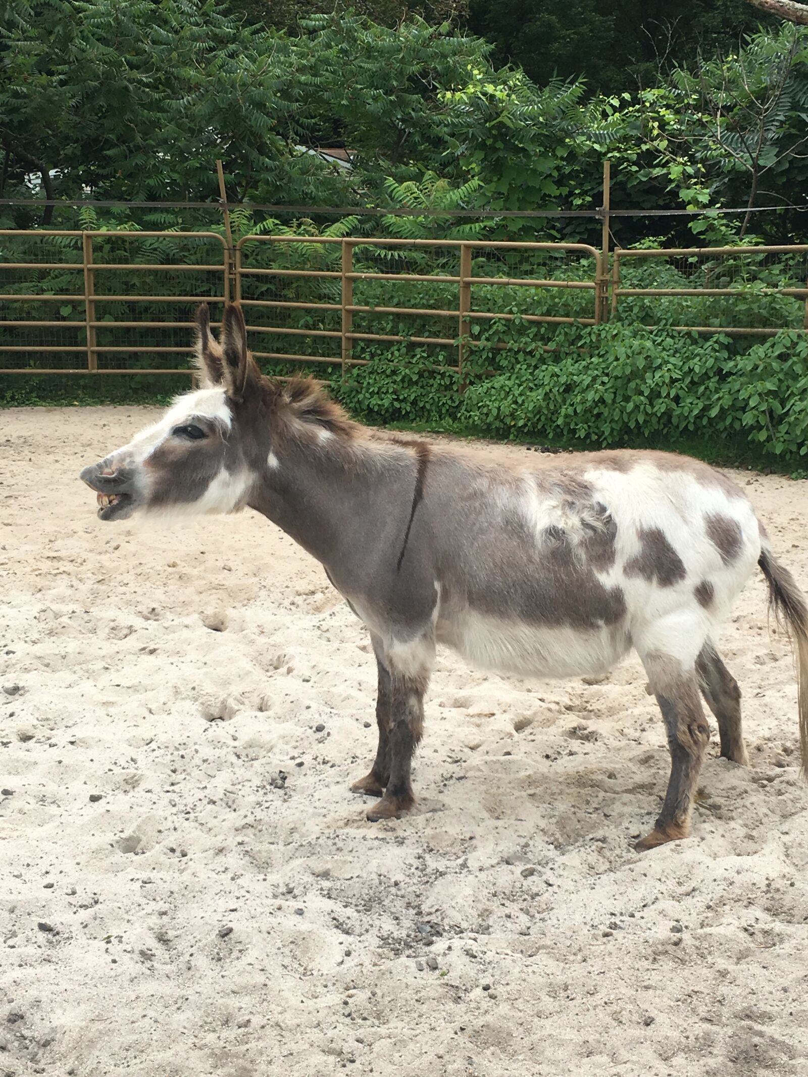 iPhone 6s Plus back camera 4.15mm f/2.2 sample photo. Donkey, animal, farm photography