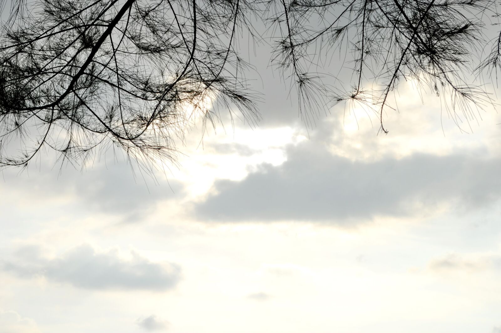 Nikon D5000 sample photo. Clouds, tree, nature photography