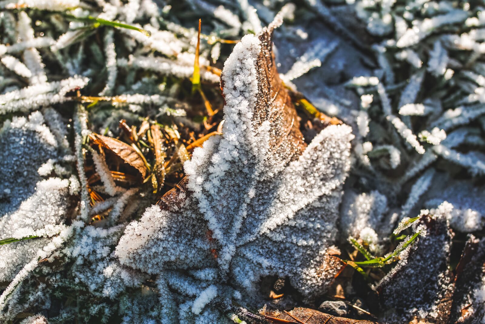 Sony ILCA-77M2 + 35mm F1.4 sample photo. Hoarfrost, leaf, frost photography