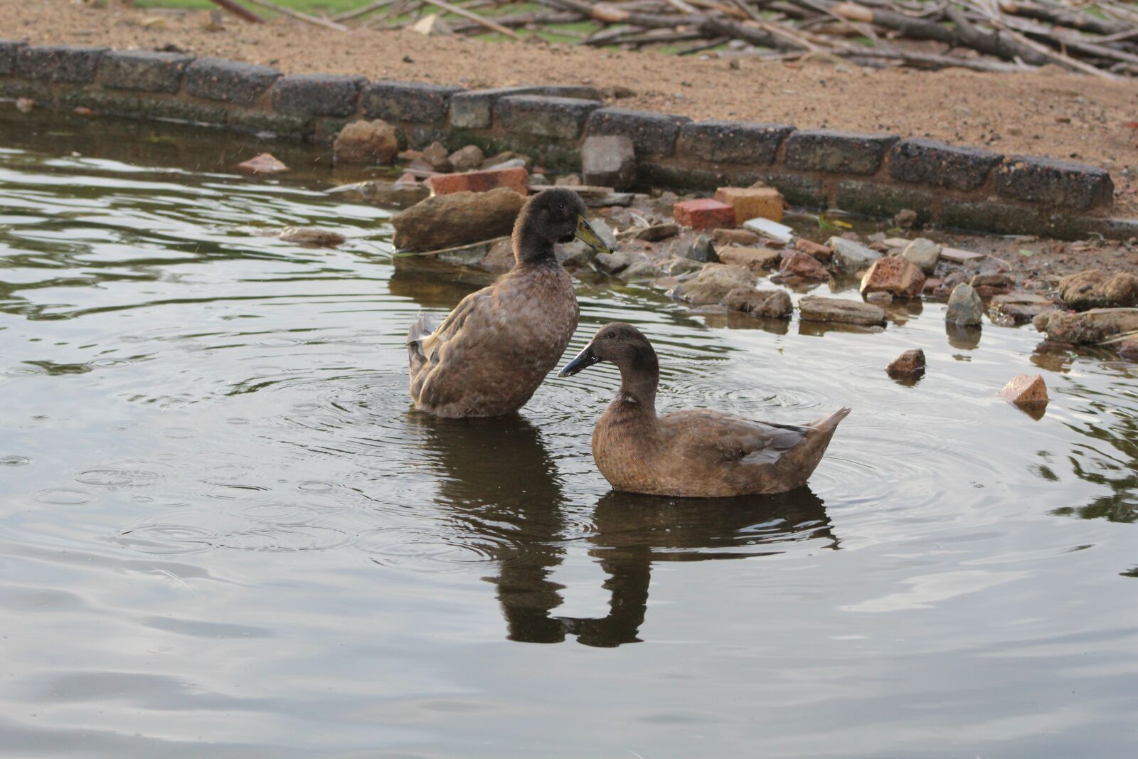 Canon EOS 1300D (EOS Rebel T6 / EOS Kiss X80) sample photo. Water, bird, nature photography
