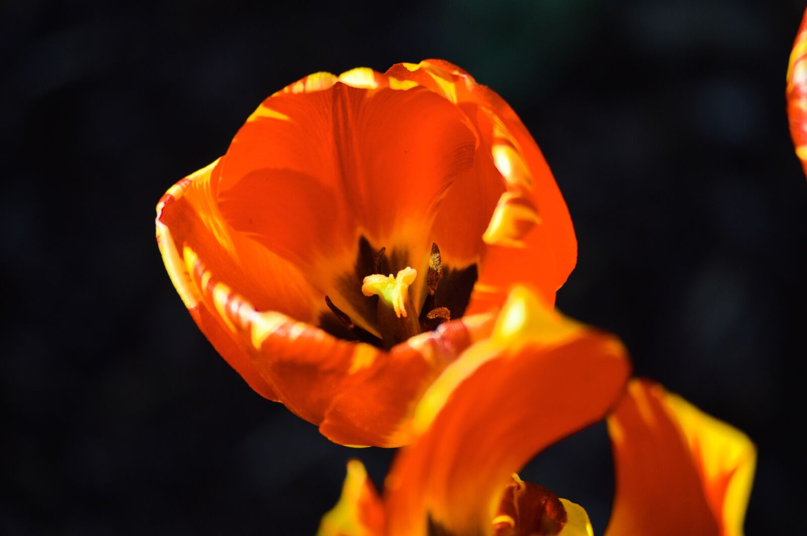 Nikon D3200 sample photo. Tulip, flower, nature photography