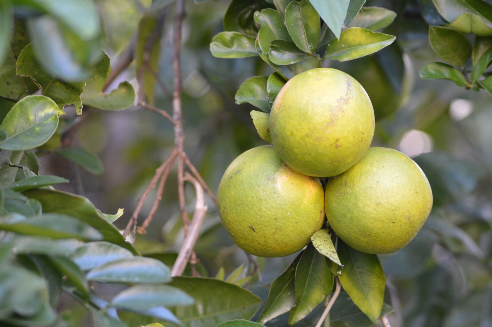 Nikon D3200 sample photo. Oranges, tropics, santa cruz photography