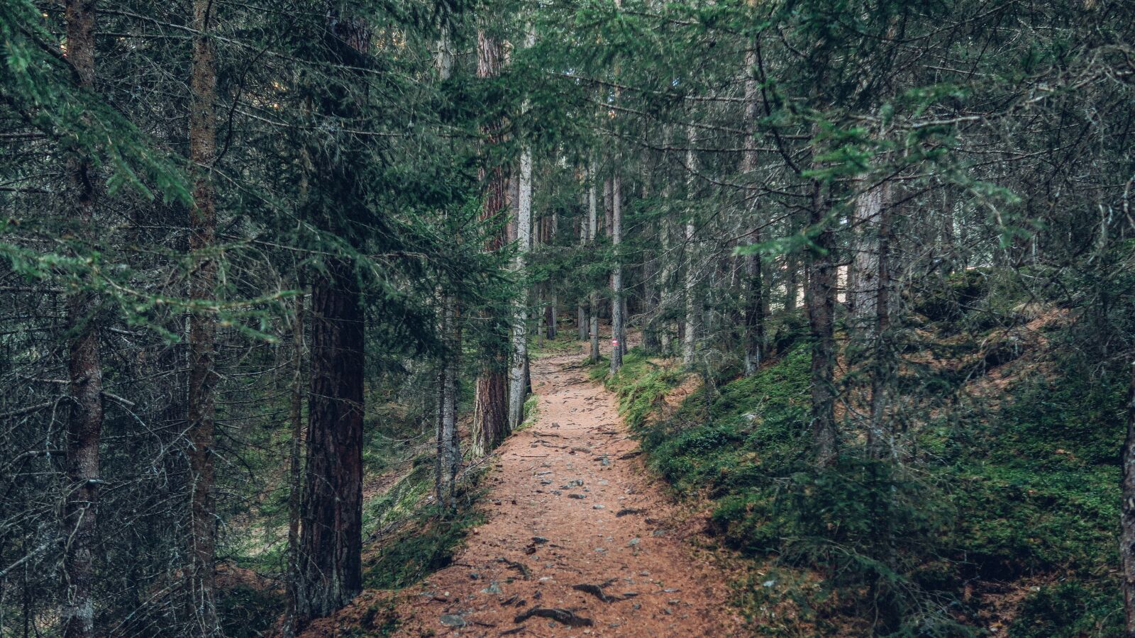 Canon PowerShot G7 X sample photo. Forest, nature, outdoors photography