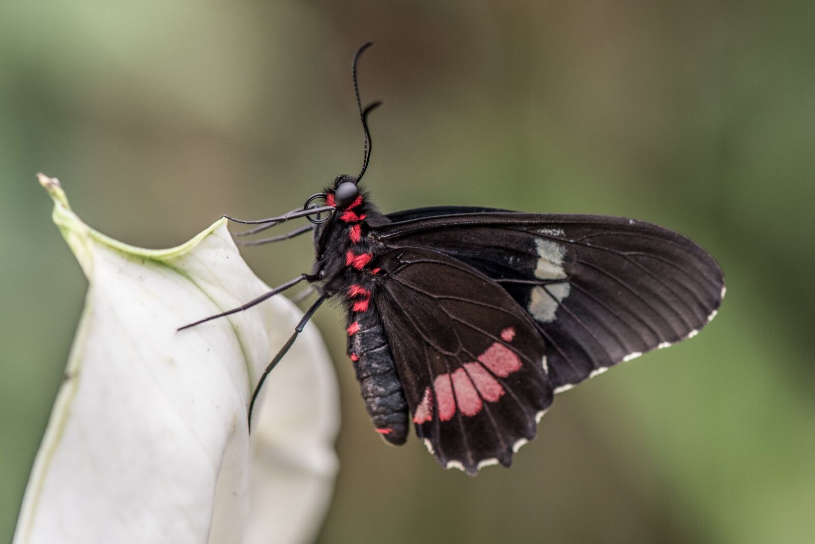 Nikon D750 sample photo. Butterfly, macro, pose photography