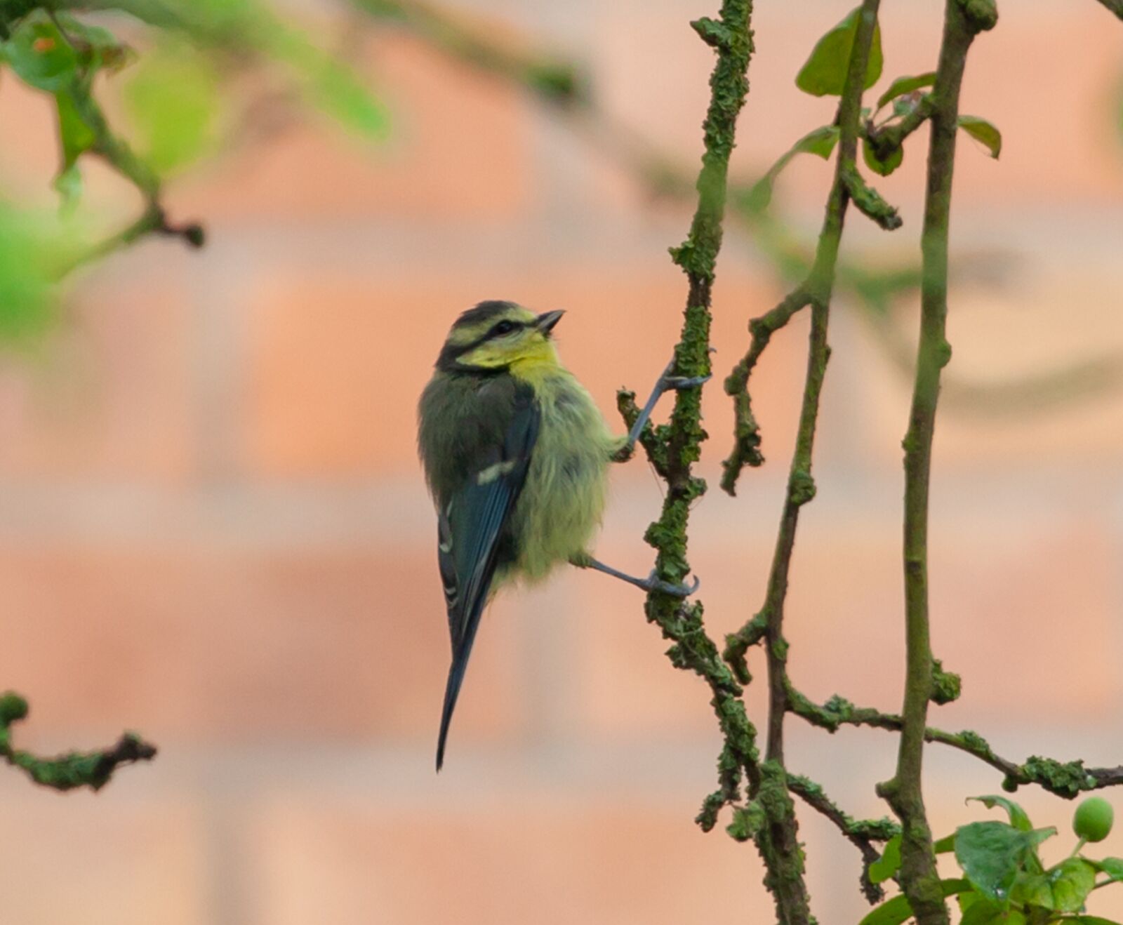 Canon EOS 5D Mark II + Canon EF 100-400mm F4.5-5.6L IS II USM sample photo. Bluetit on a branch photography