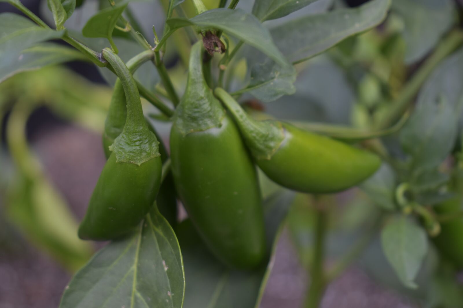 Nikon D3500 sample photo. Jalepino, garden, green photography