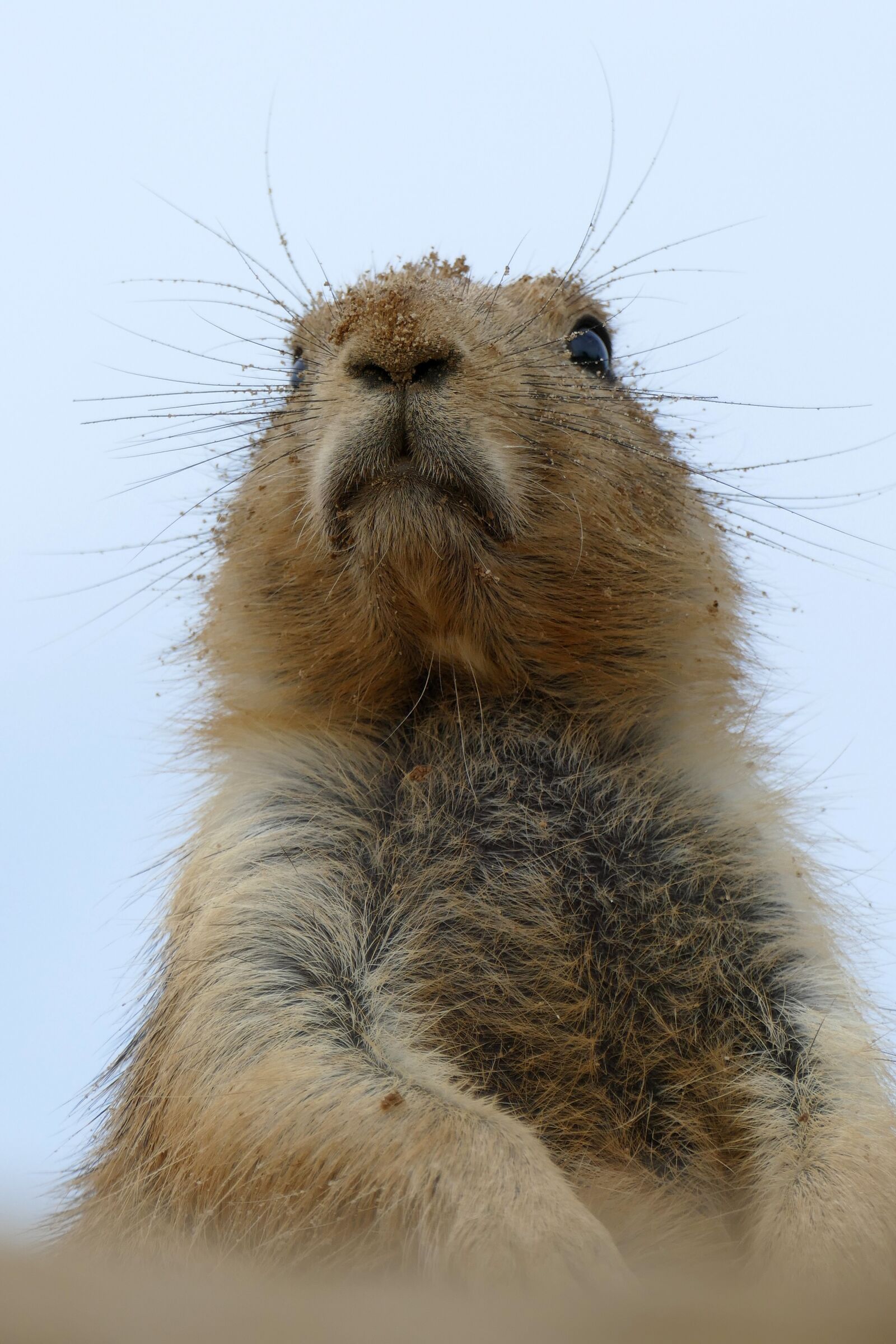 Panasonic Lumix DMC-FZ1000 sample photo. Prairie dog, cynomys, ground photography