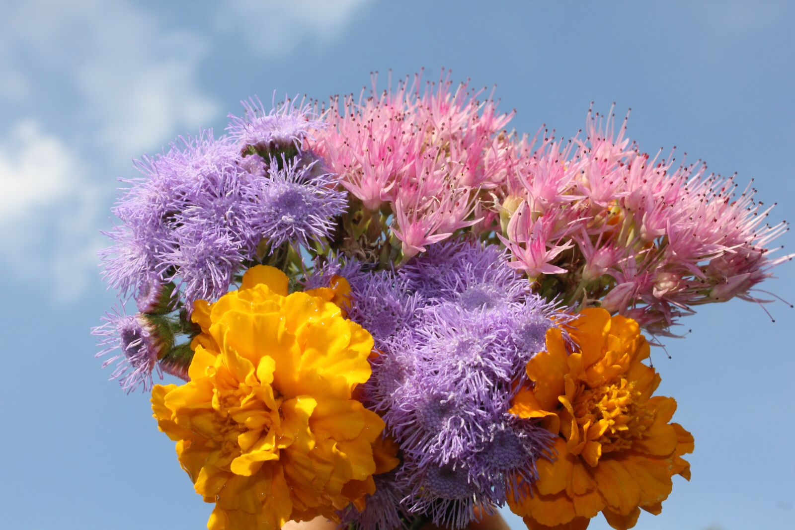 Canon EOS 550D (EOS Rebel T2i / EOS Kiss X4) sample photo. Purple, flower, purple flowers photography