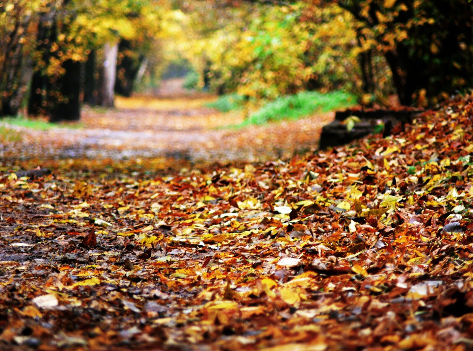 Panasonic DMC-FZ30 sample photo. Autumn, fallen foliage, the photography
