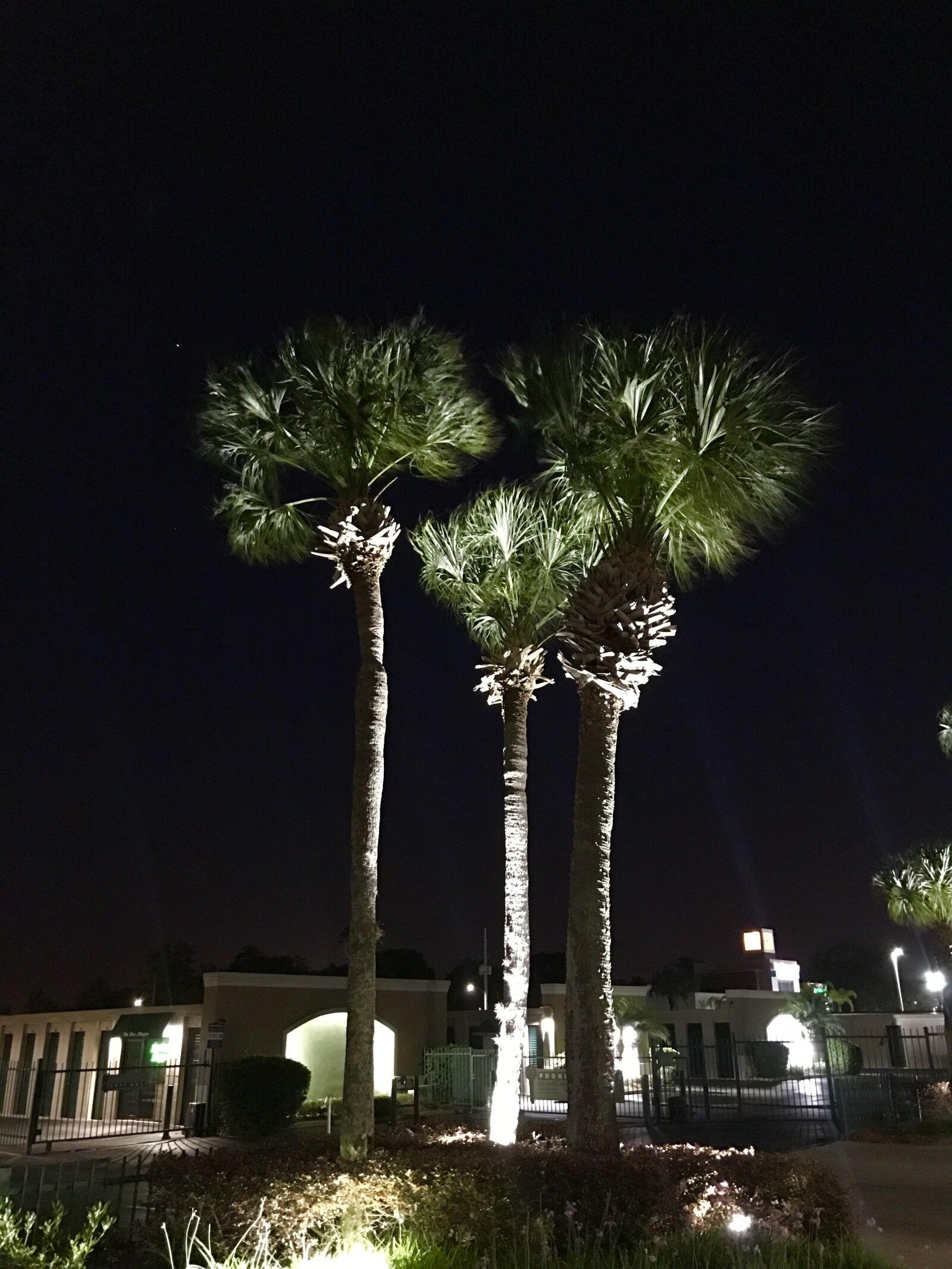 iPhone 7 Plus back dual camera 3.99mm f/1.8 sample photo. Palm, trees photography