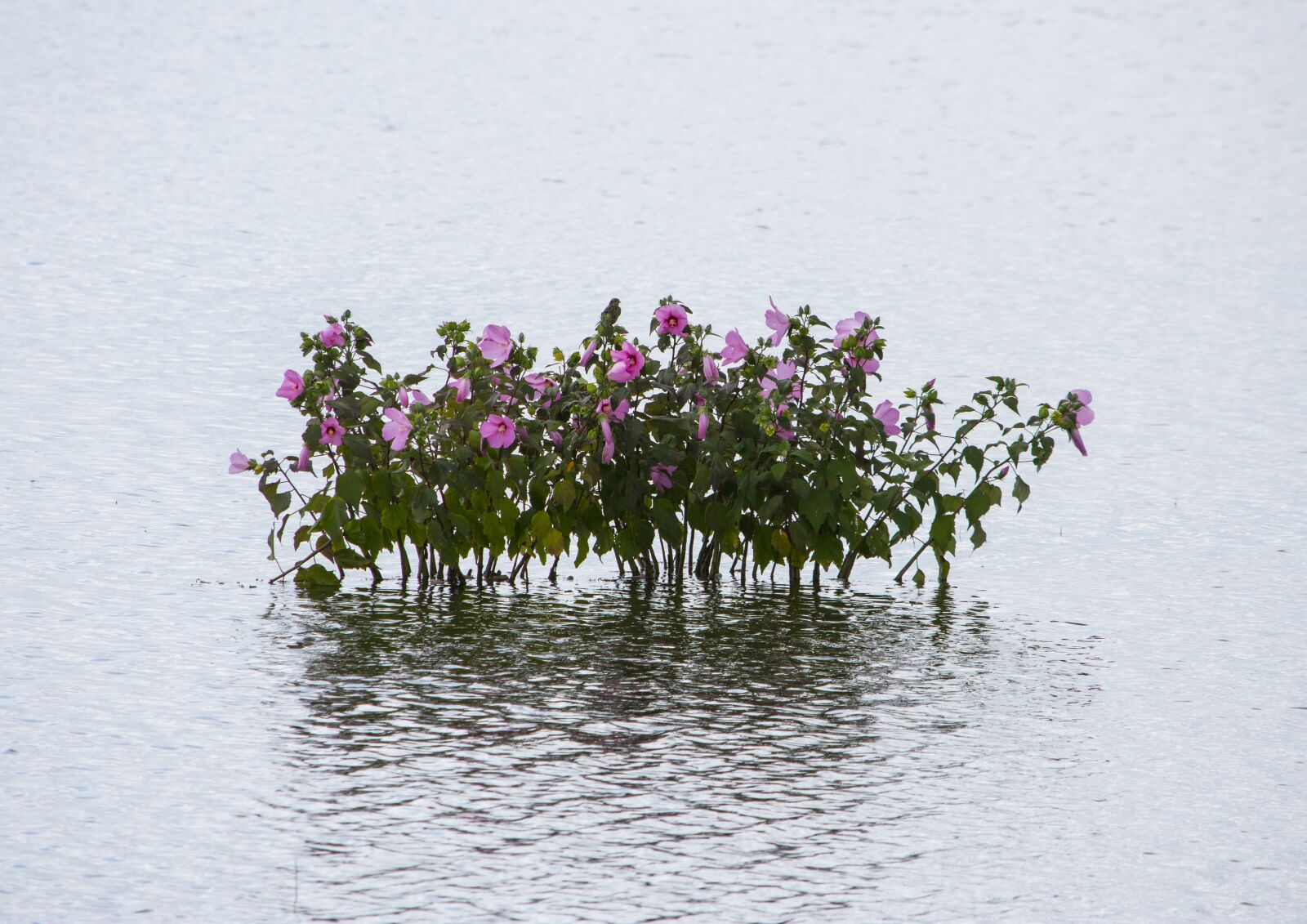 Nikon D7200 sample photo. Water, bay, plant photography