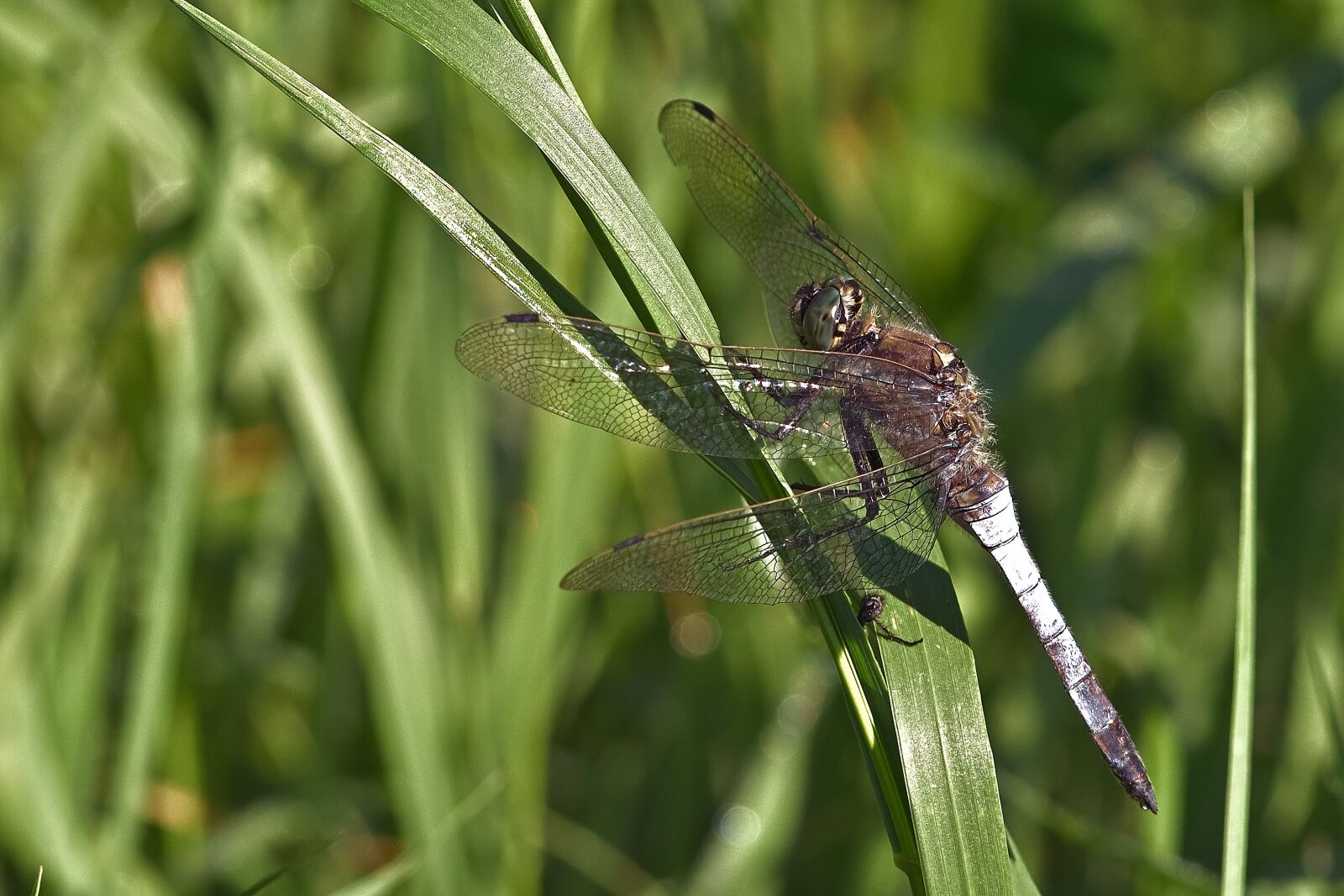 Nikon D5200 sample photo. Dragonfly, insect, nature photography
