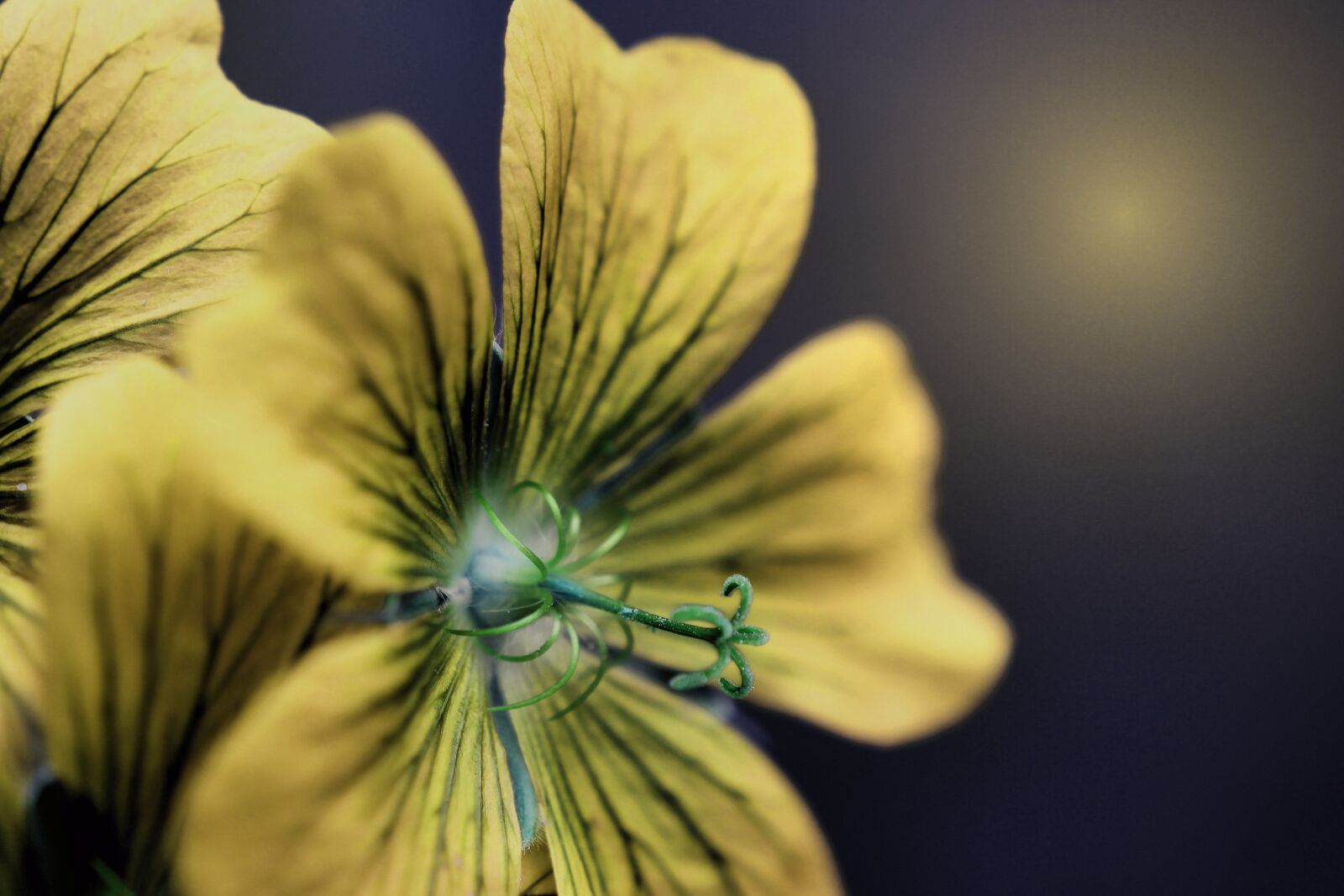 Tamron SP 90mm F2.8 Di VC USD 1:1 Macro sample photo. Flower, blossom, bloom photography