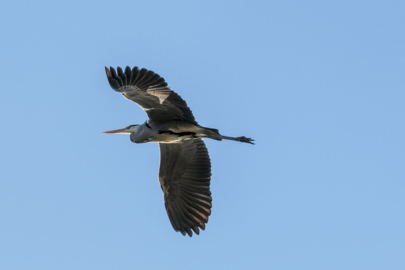 Canon EOS 70D sample photo. Heron, heron in flight photography