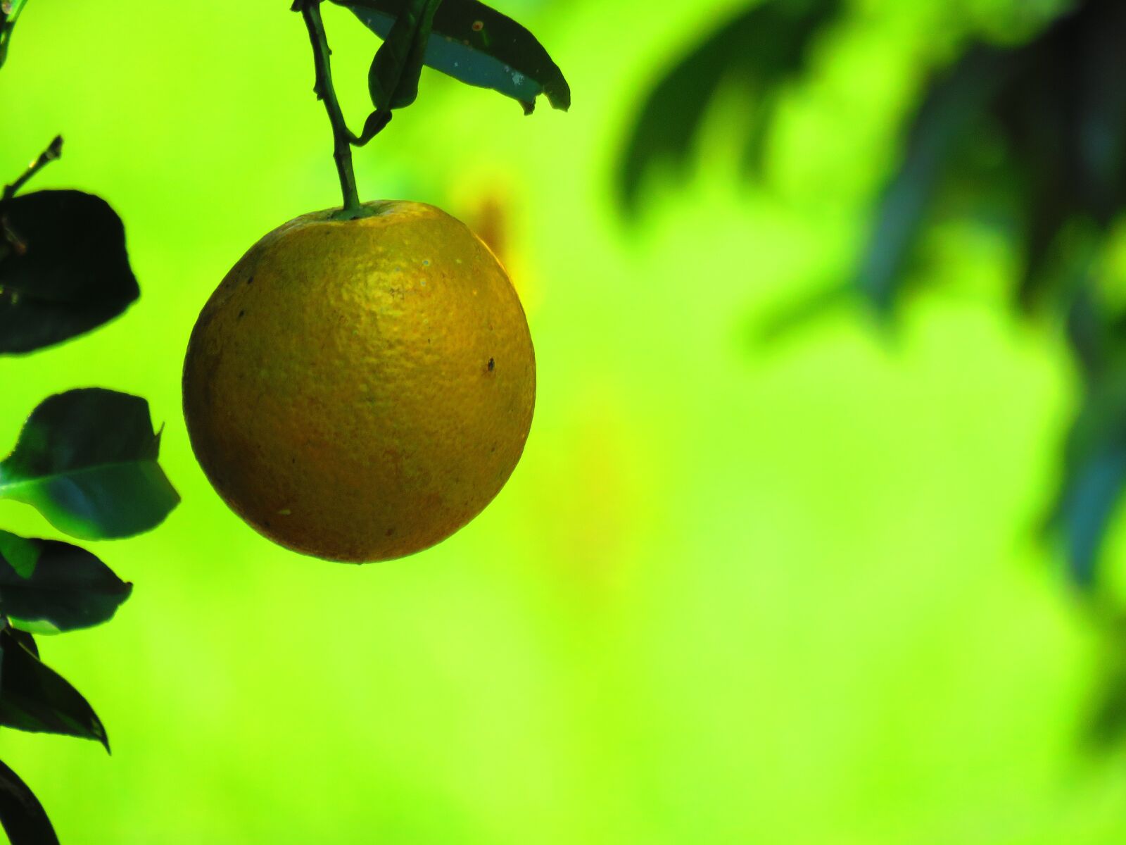 Canon PowerShot SX60 HS sample photo. Orange, citric, fruit photography