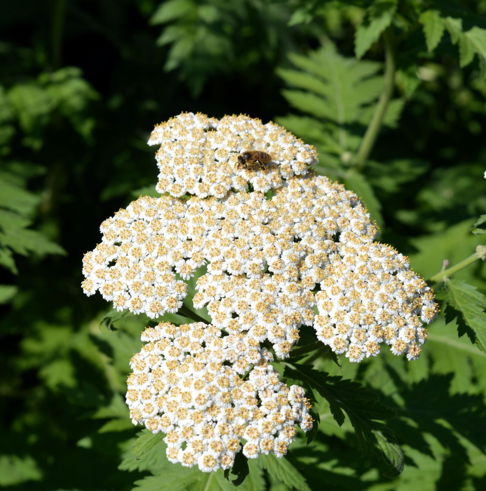 Nikon D3200 sample photo. Yarrow, wild plant, bloom photography