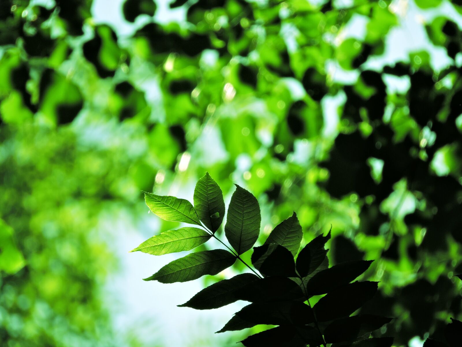 Nikon Coolpix P600 sample photo. Tree, green, forest photography