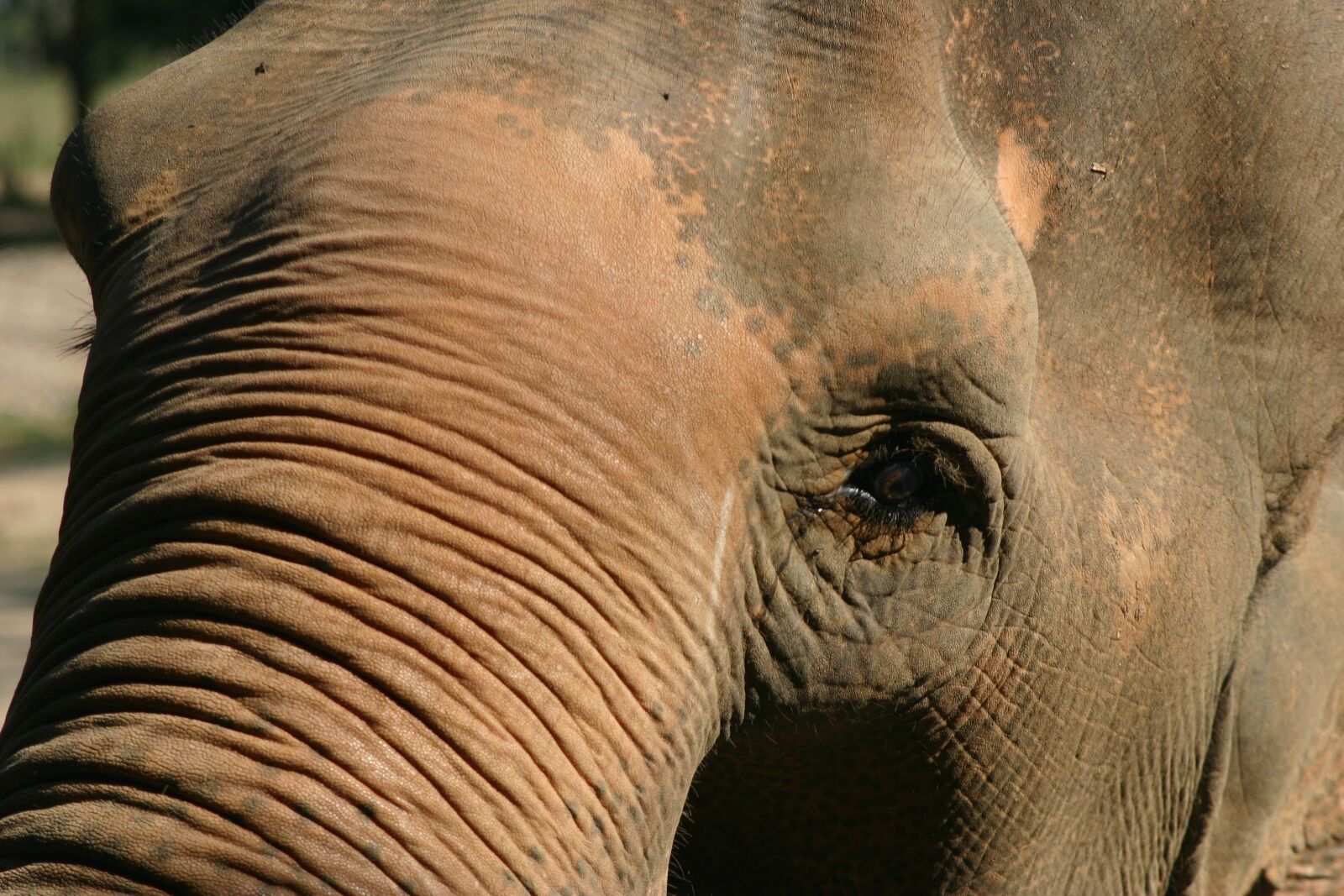 Canon EOS 300D (EOS Digital Rebel / EOS Kiss Digital) sample photo. Elephant, eye, animal photography