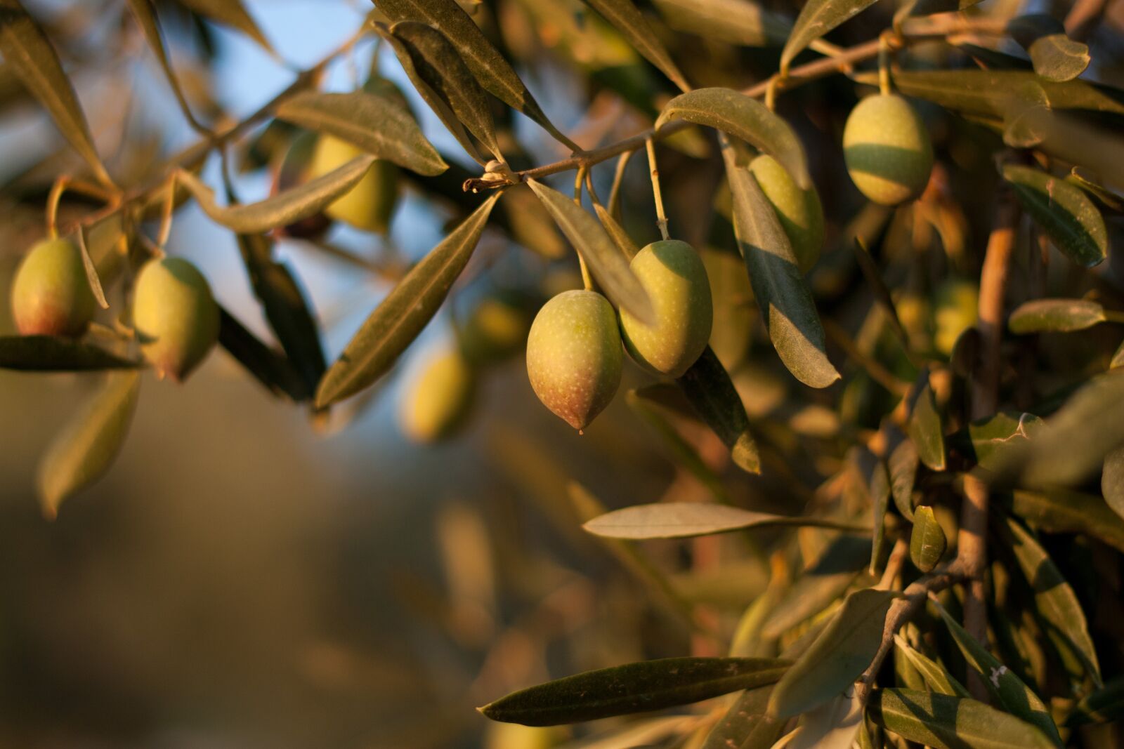 Canon EOS 450D (EOS Rebel XSi / EOS Kiss X2) + Canon EF 50mm F1.8 II sample photo. Nature, olive, olives photography