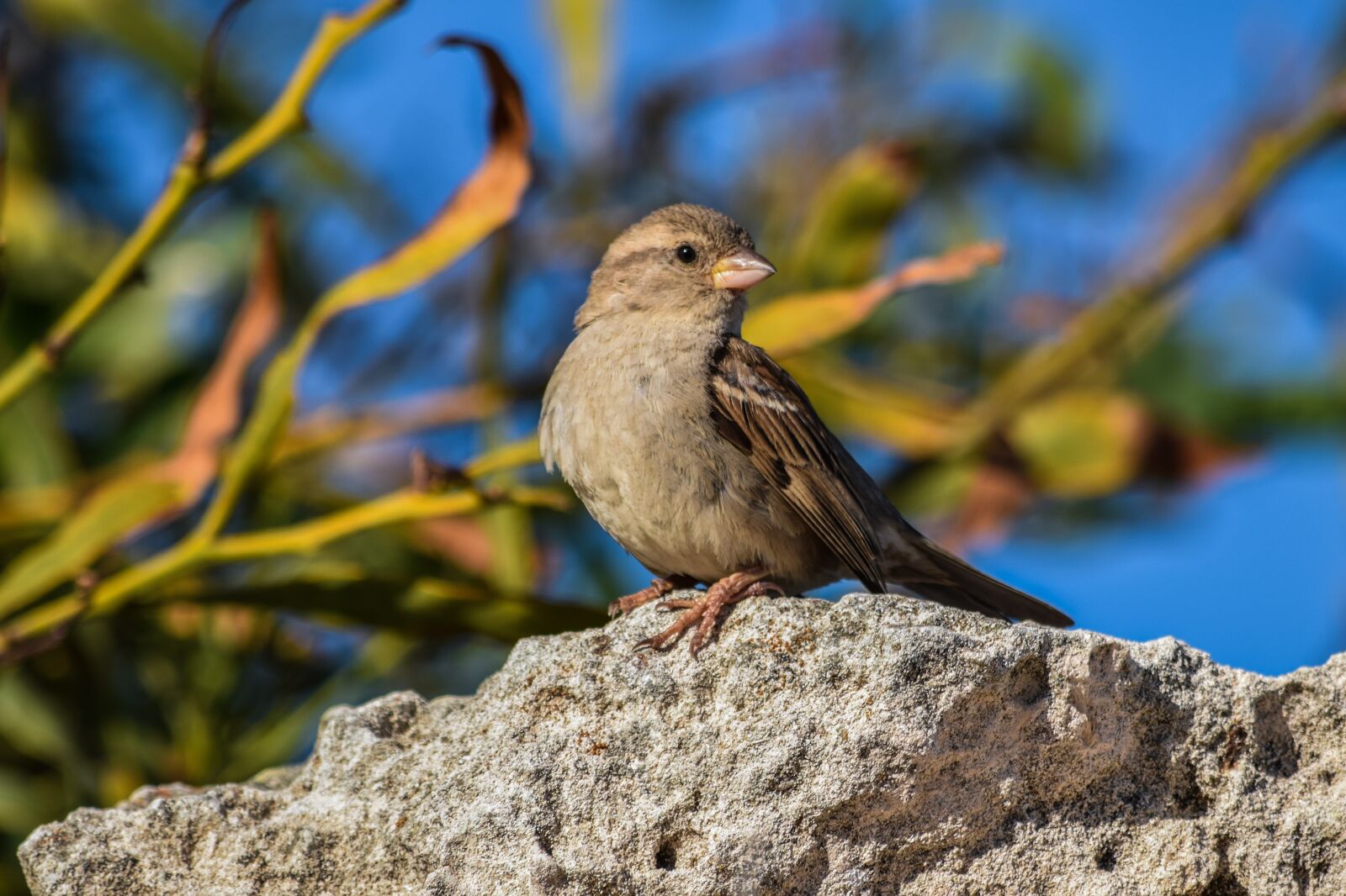 Nikon D3300 sample photo. Sparrow, nature, bird photography