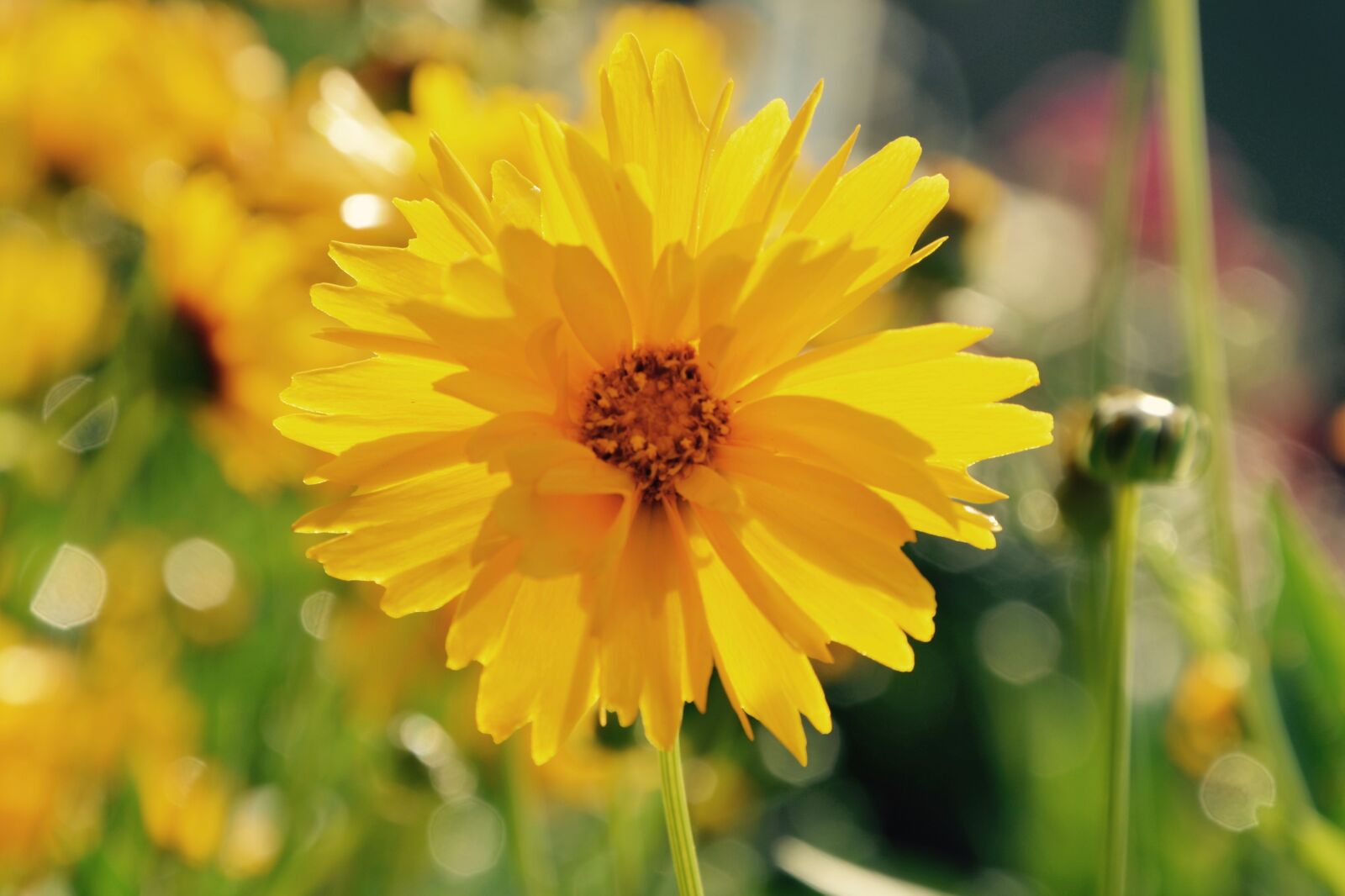 Nikon D5200 sample photo. Flowers, yellow flower, bright photography