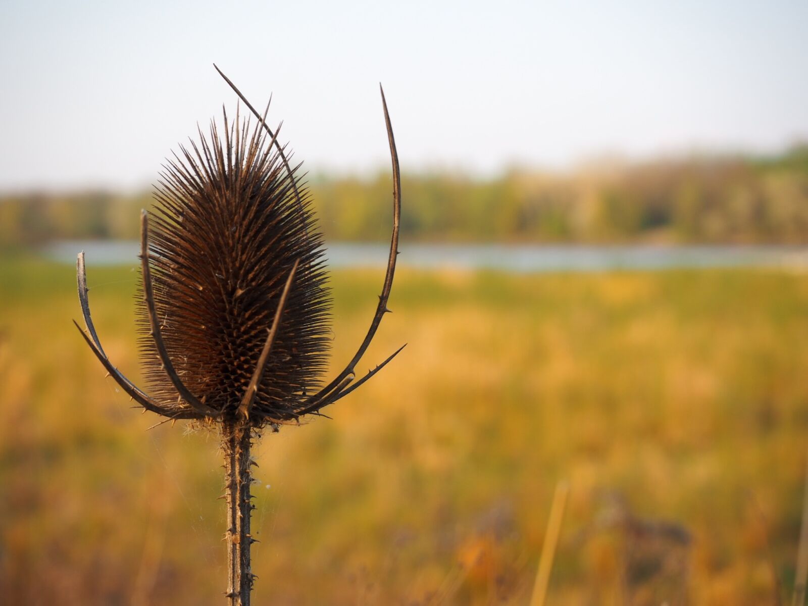 Olympus OM-D E-M10 III sample photo. Nature, summer, landscape photography