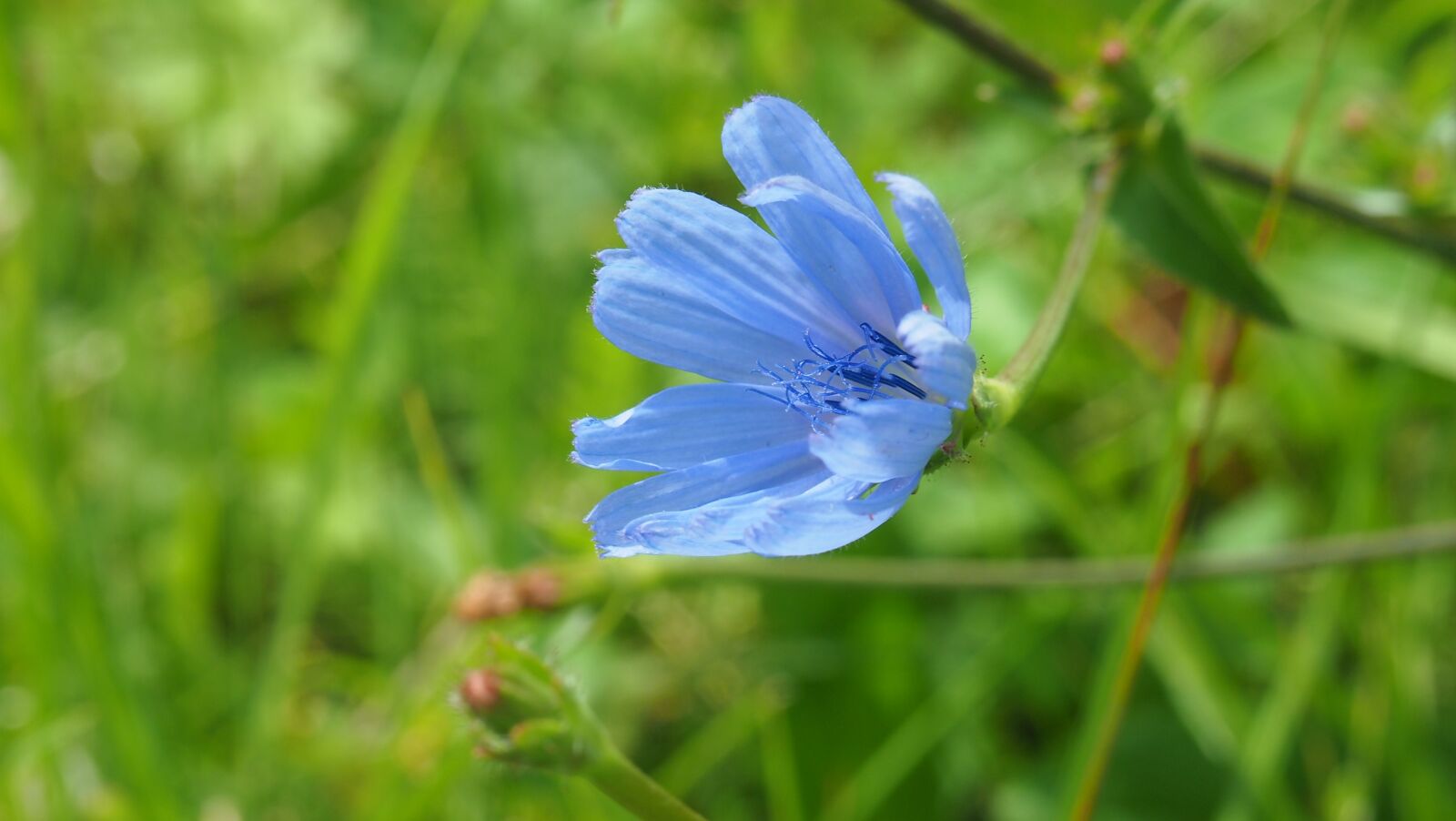 Olympus PEN E-PL3 sample photo. Flower, blue flower, blue photography