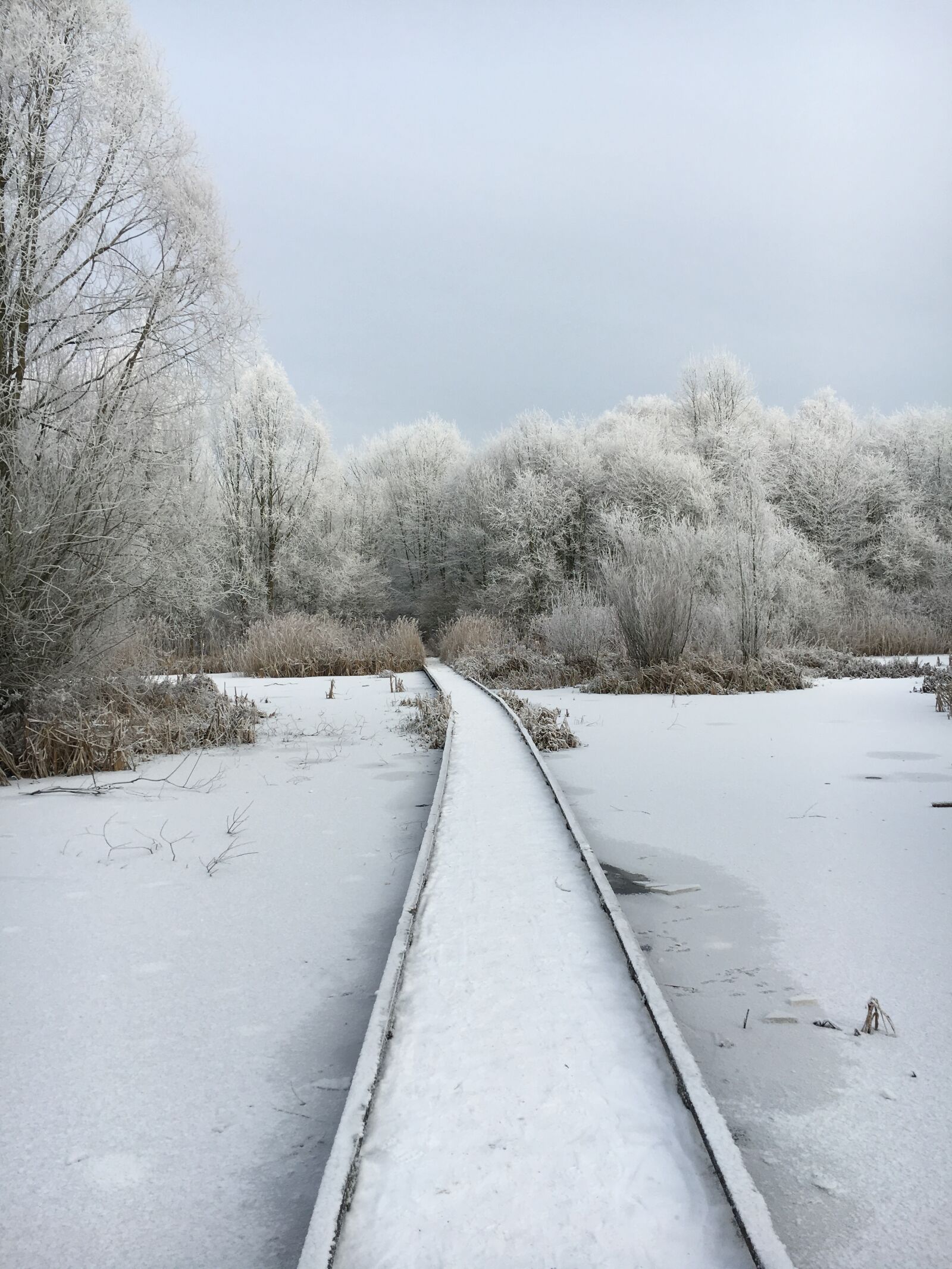 Apple iPhone 6s sample photo. Winter, snow, cold photography