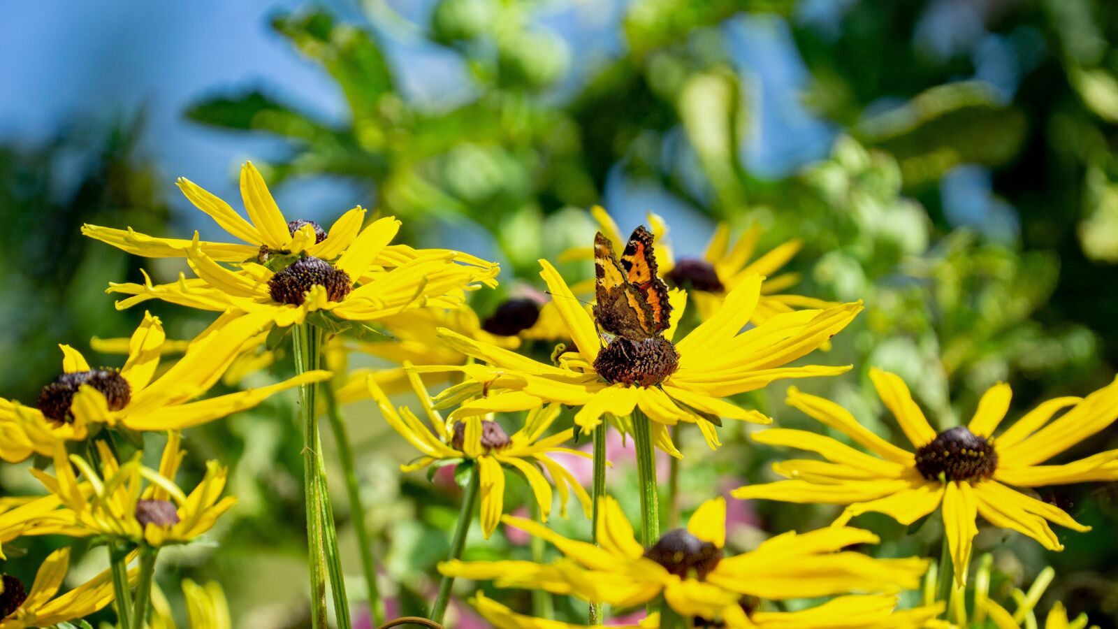 Sony a6000 sample photo. Yellow, flowers, sunflower photography