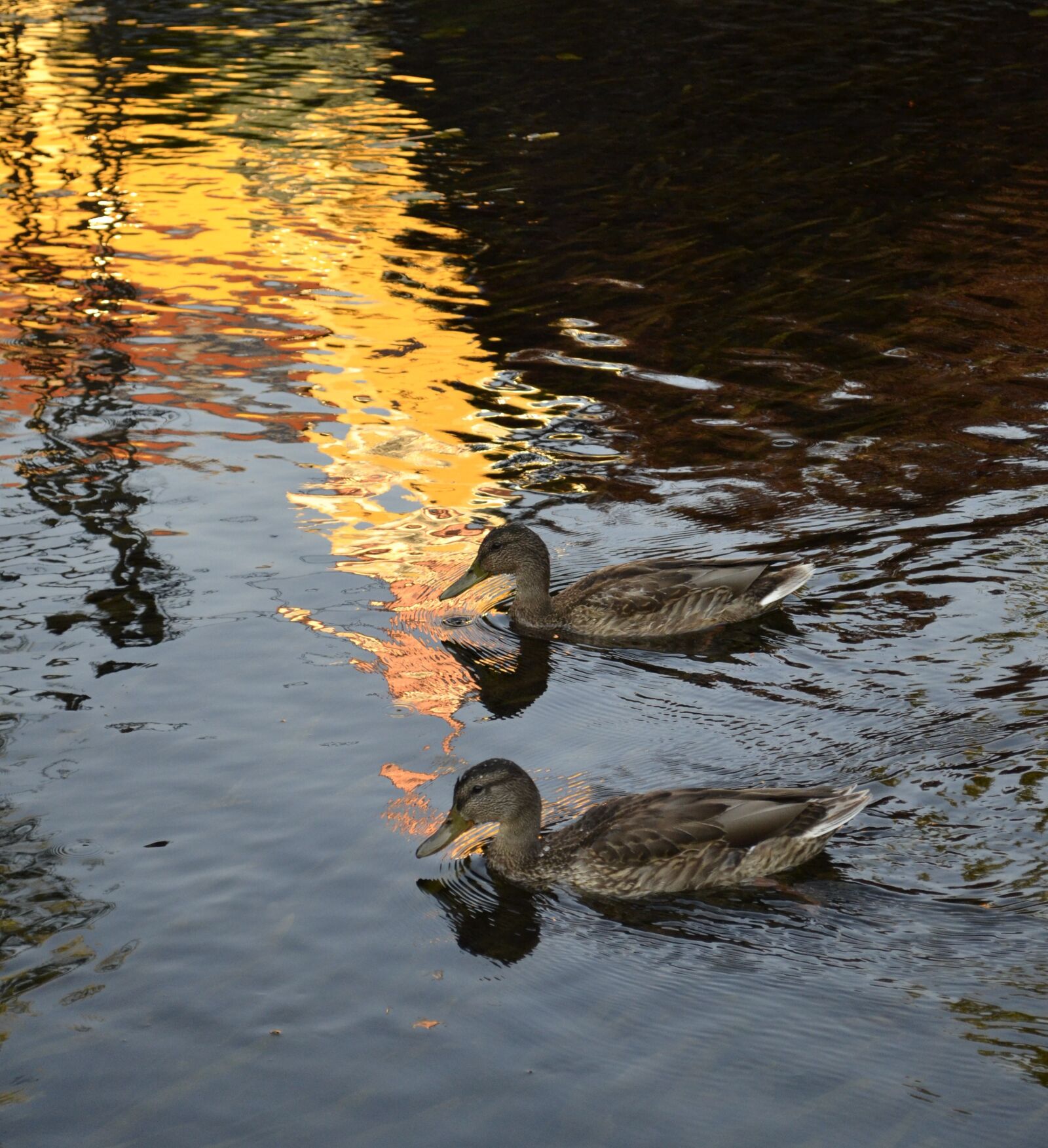 Nikon D3100 sample photo. Duck, lake, water photography