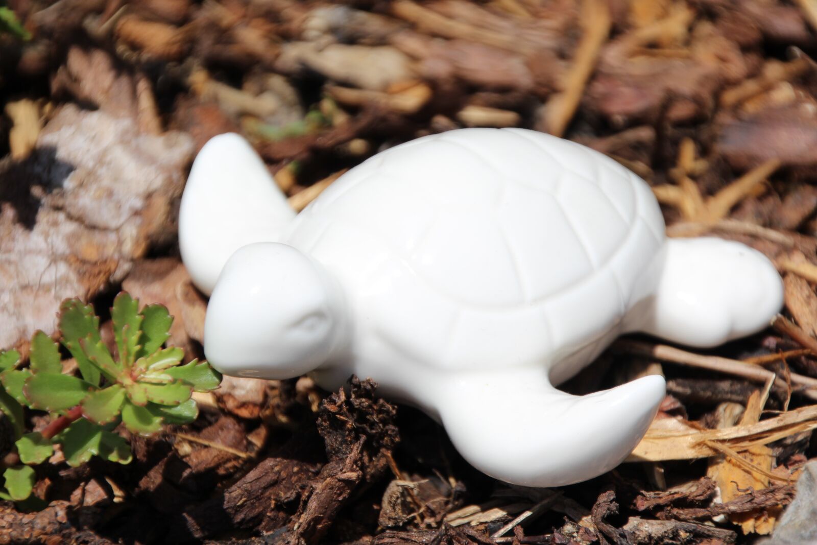 Canon EOS 1200D (EOS Rebel T5 / EOS Kiss X70 / EOS Hi) sample photo. Turtle, eat, leaf photography