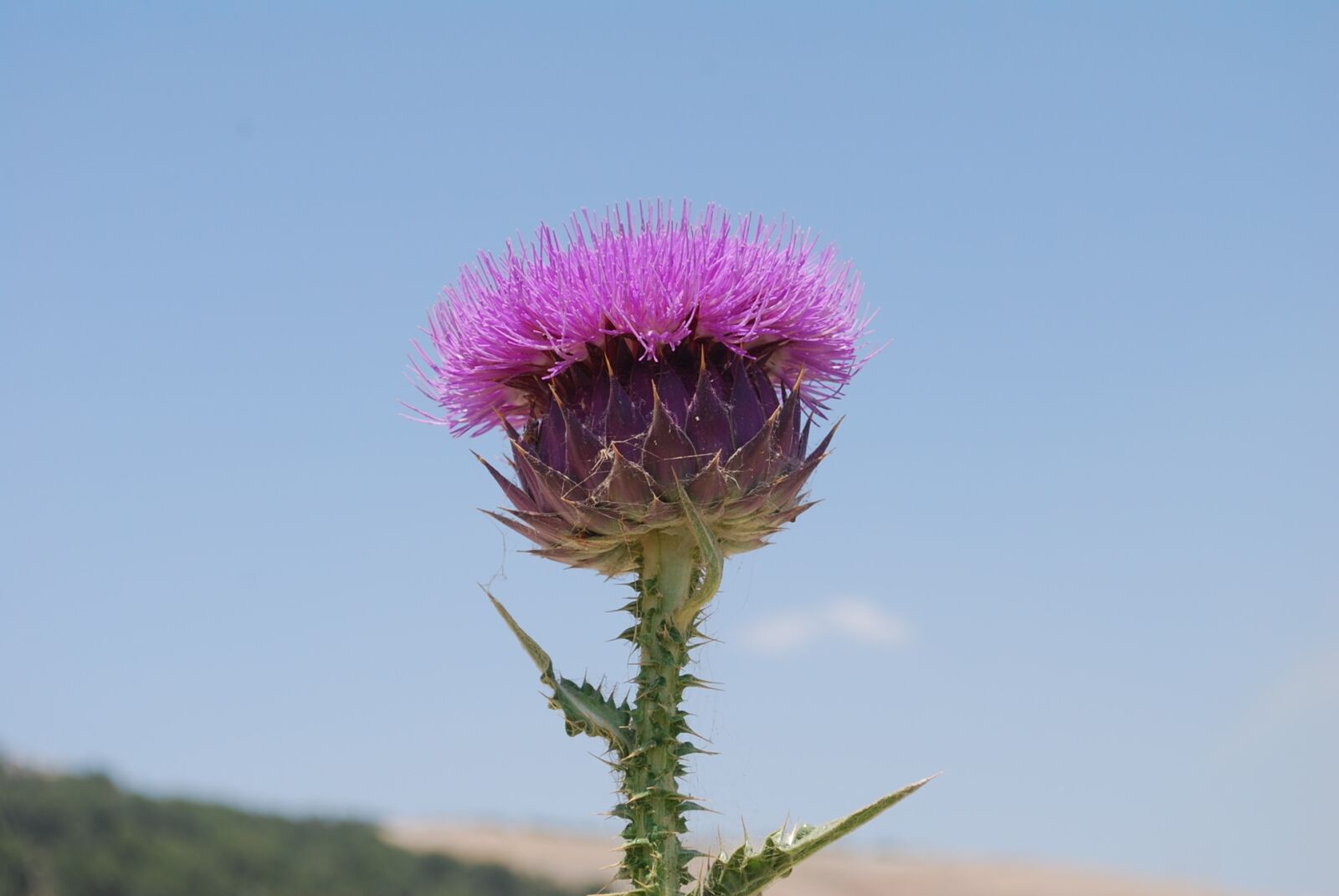 Nikon D60 sample photo. Nature, plant, flower photography
