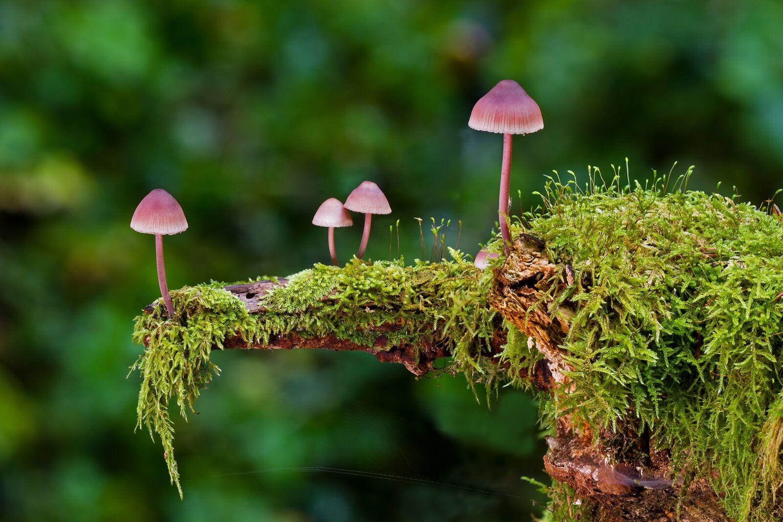 Canon EOS 7D sample photo. Mushroom, moss, mini mushroom photography