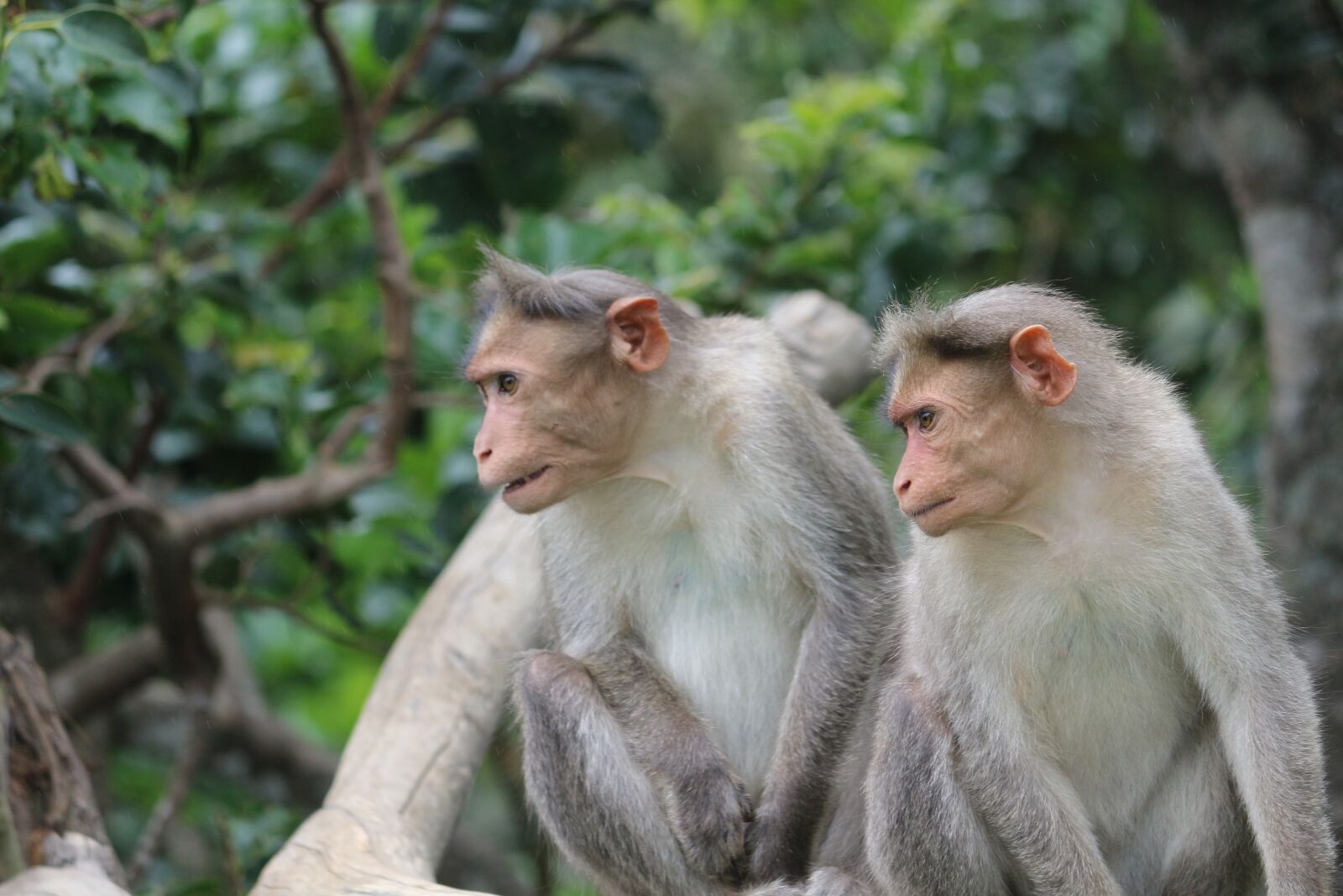 Canon EOS 700D (EOS Rebel T5i / EOS Kiss X7i) sample photo. Monkeys photography