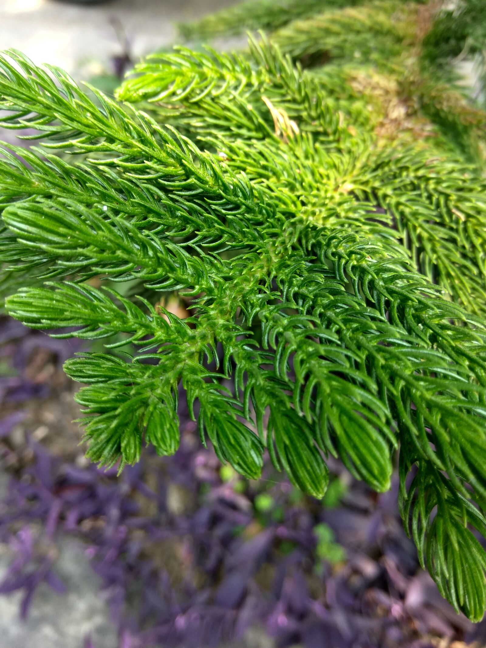 Xiaomi Redmi Note3 sample photo. Beautiful tree, landscape, flowers photography