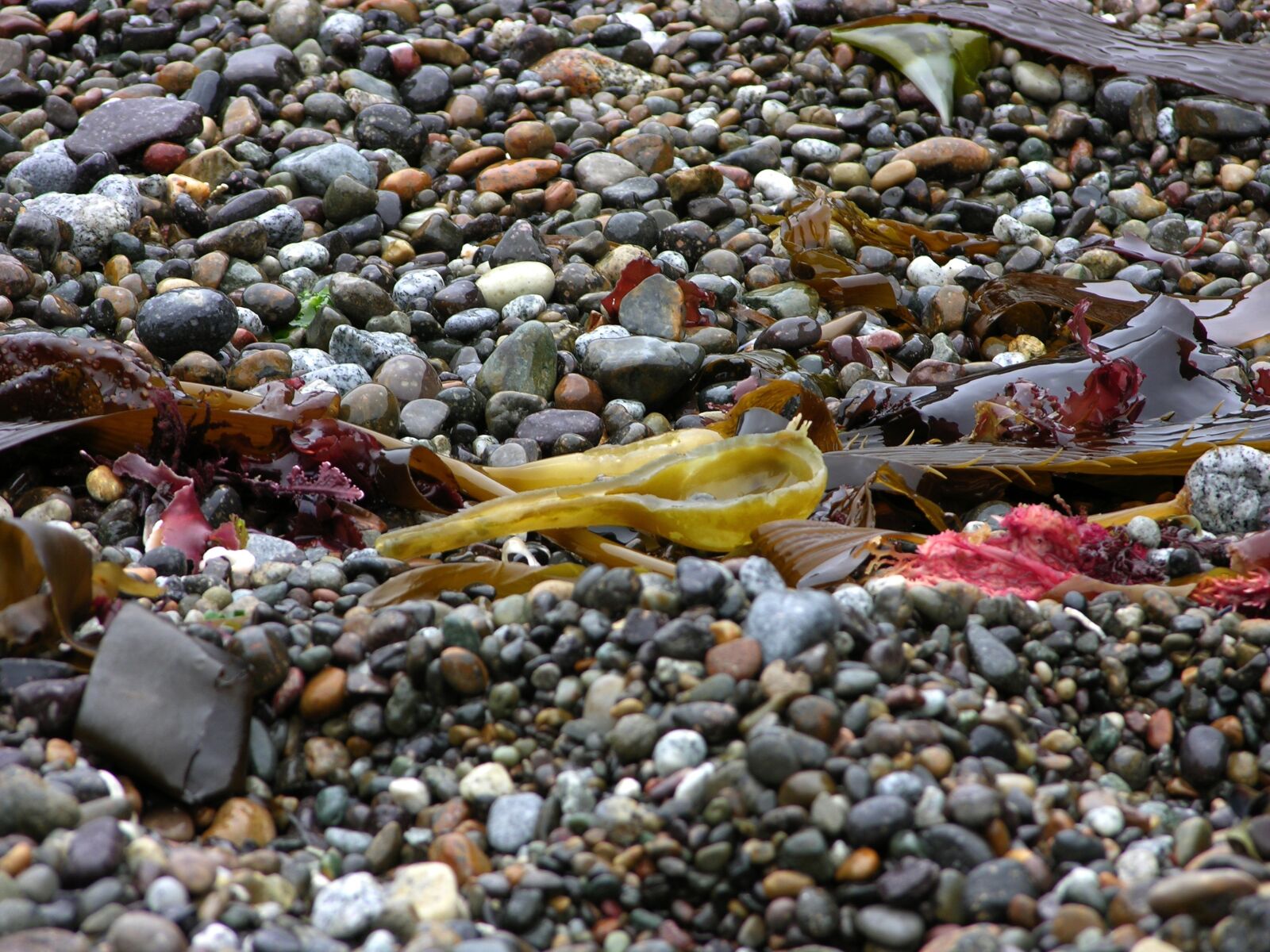 Nikon E8700 sample photo. Pebbles, beach, stone photography