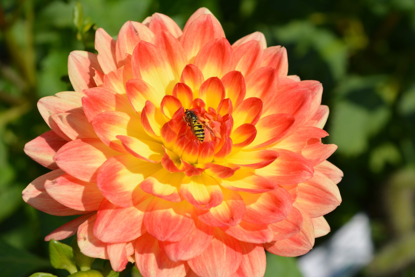 Nikon D5200 sample photo. Flower, nature, plant photography