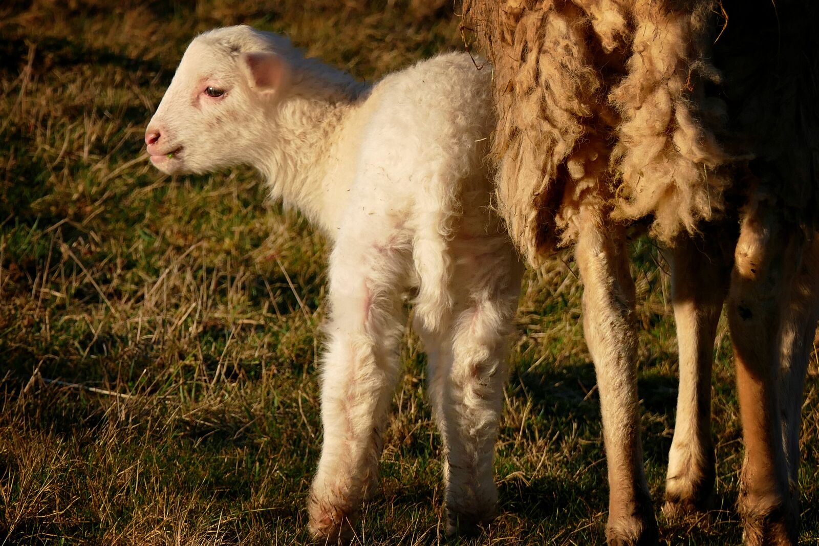 Panasonic Lumix DMC-FZ1000 sample photo. Lamb, schäfchen, passover photography