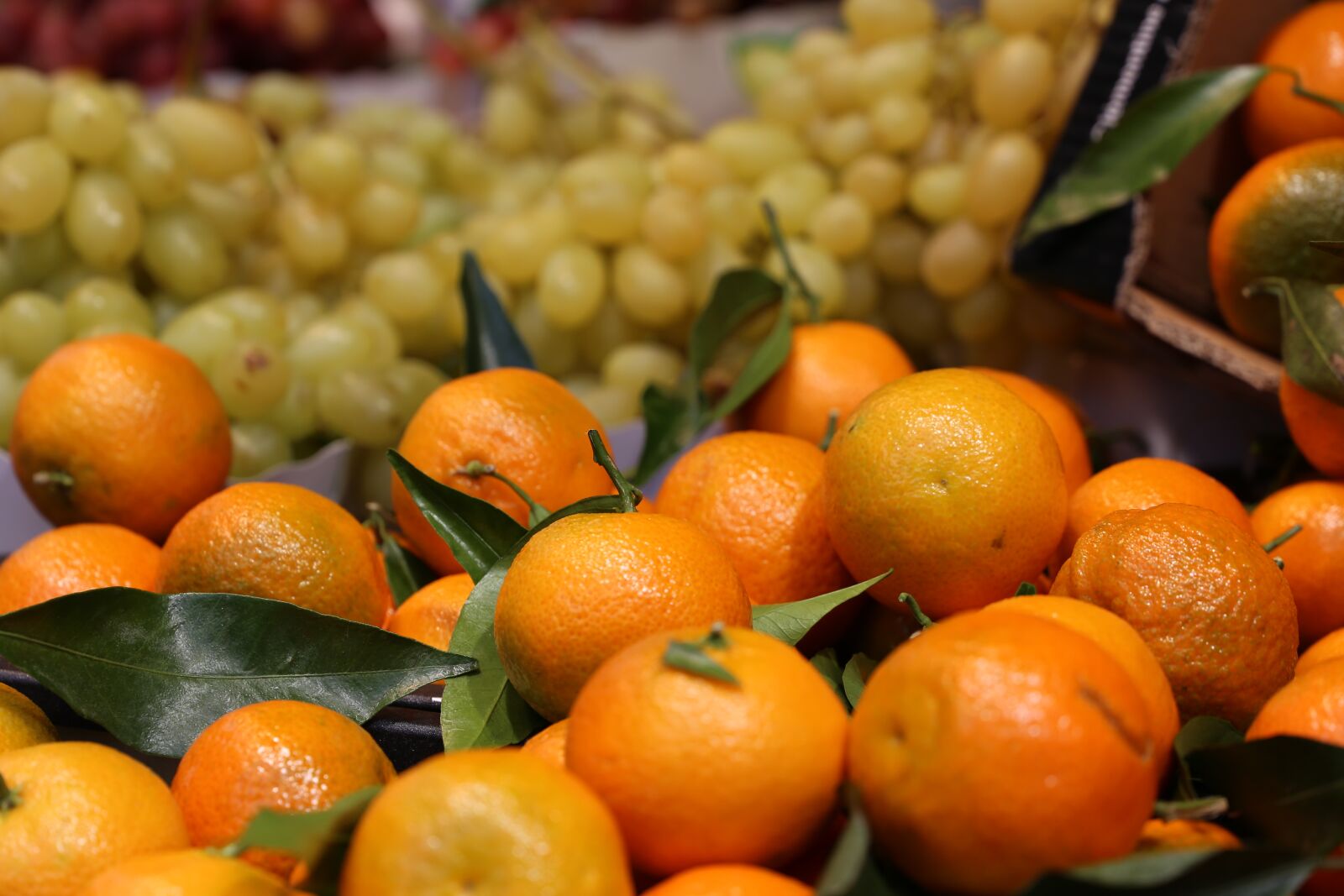 Canon EF 24-105mm F3.5-5.6 IS STM sample photo. Clementines, clementine, outside photography