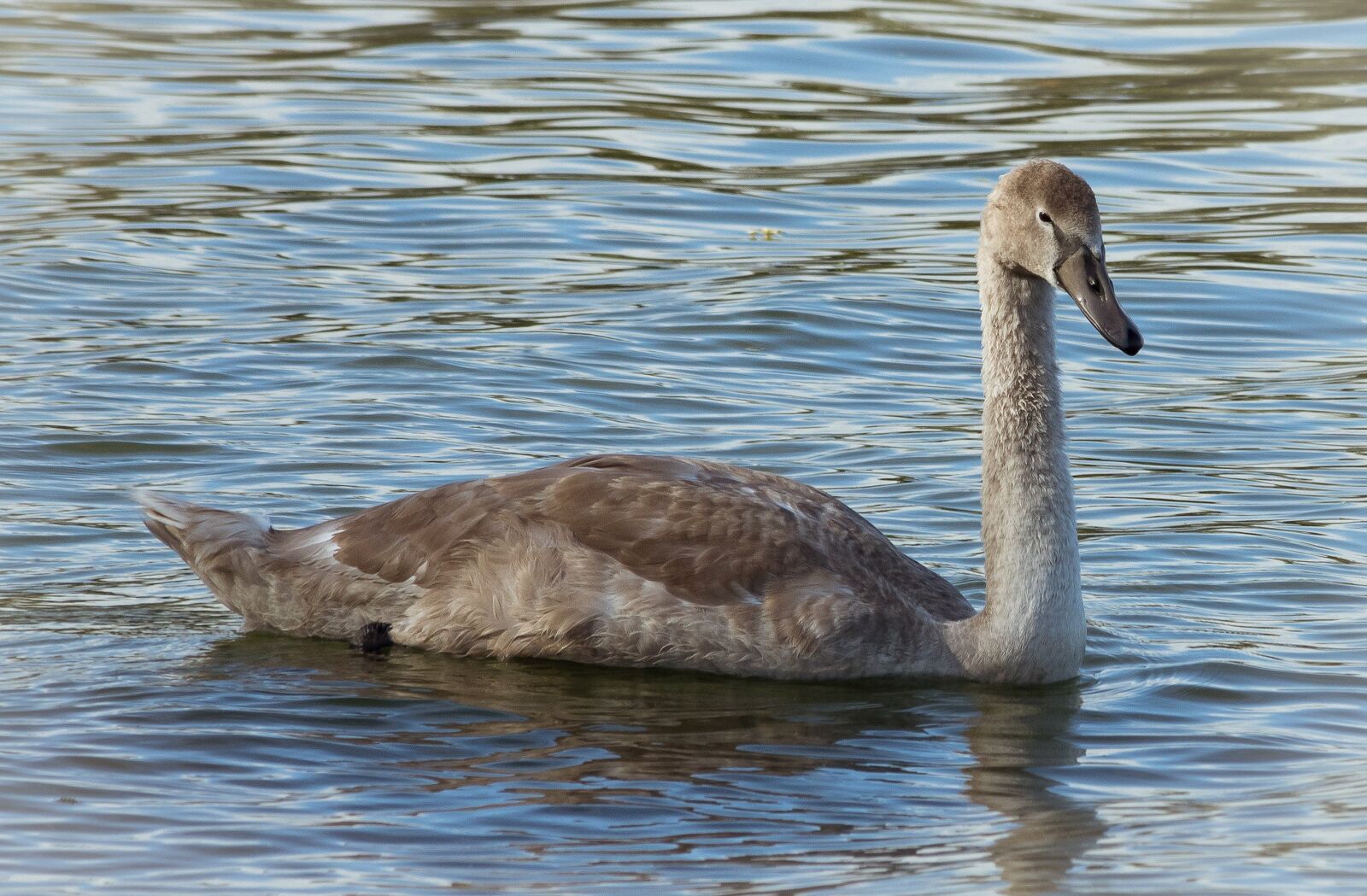 Canon EF 70-300mm F4-5.6 IS USM sample photo. Swan, young animal, bird photography