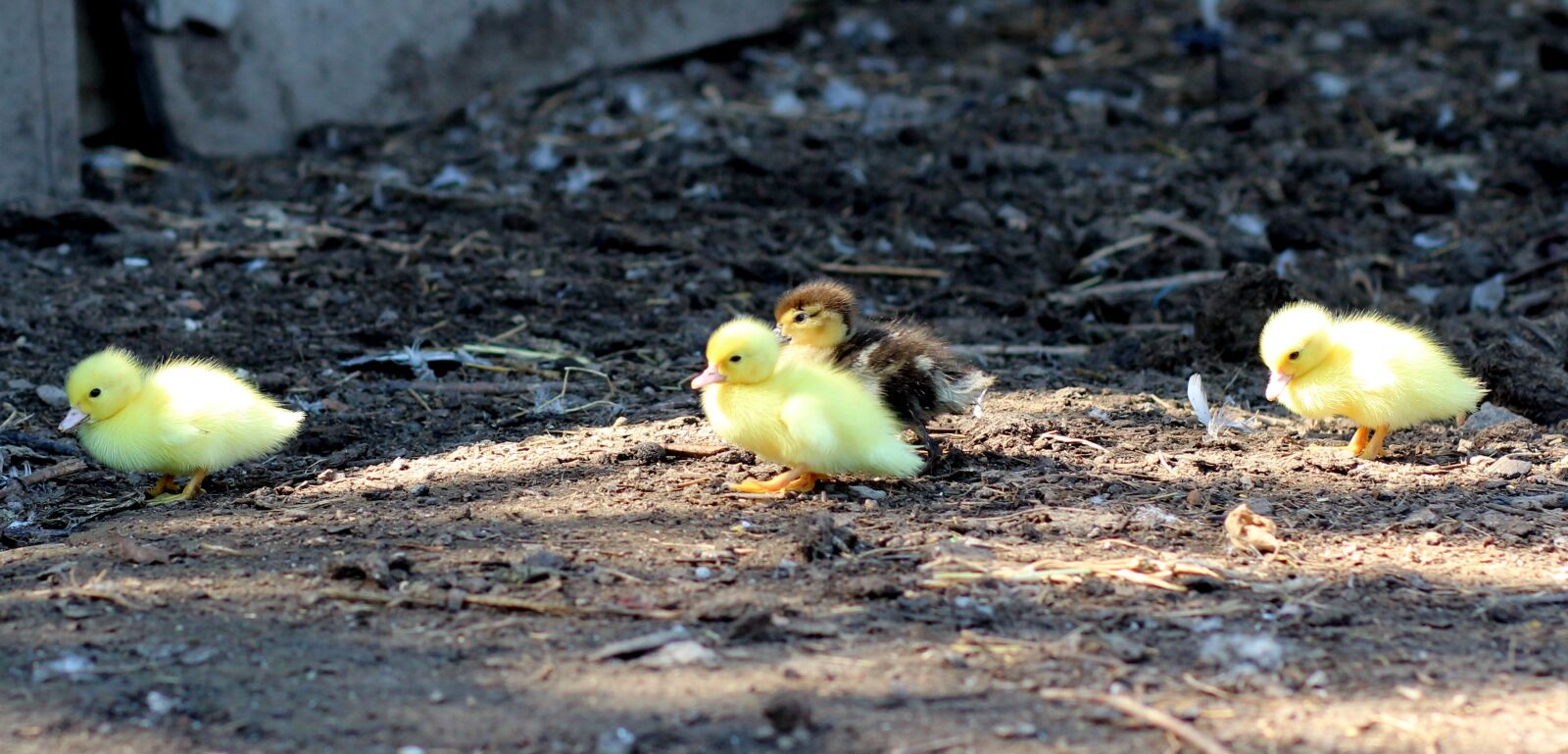 Canon EOS 700D (EOS Rebel T5i / EOS Kiss X7i) + Canon EF 85mm F1.8 USM sample photo. Duckling, birds, yellow photography
